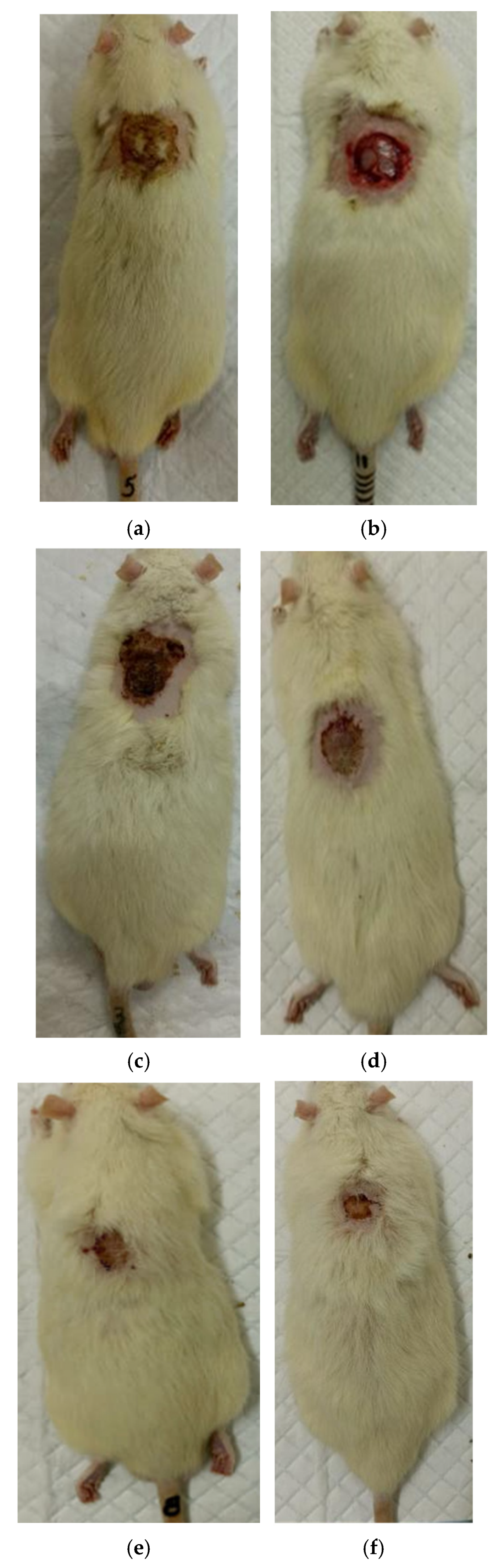 Polymers 17 03215 g006 Polymers 17 03215 g006