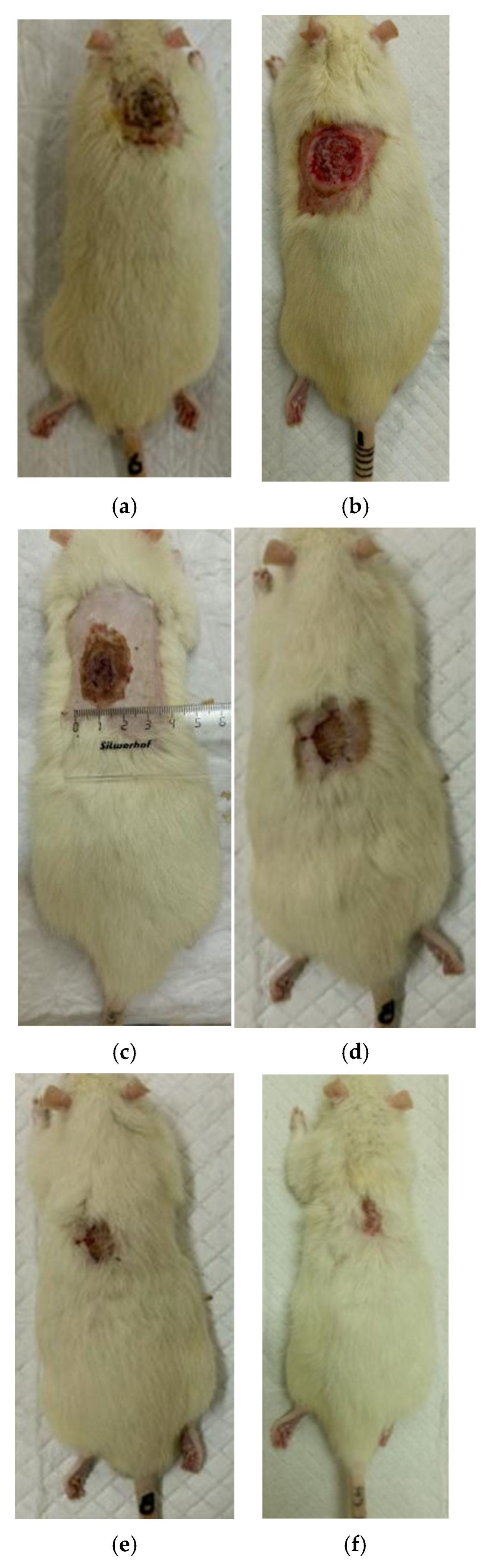 Polymers 17 03215 g008 Polymers 17 03215 g008