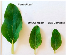 Polymers 17 03232 i009 Polymers 17 03232 i009