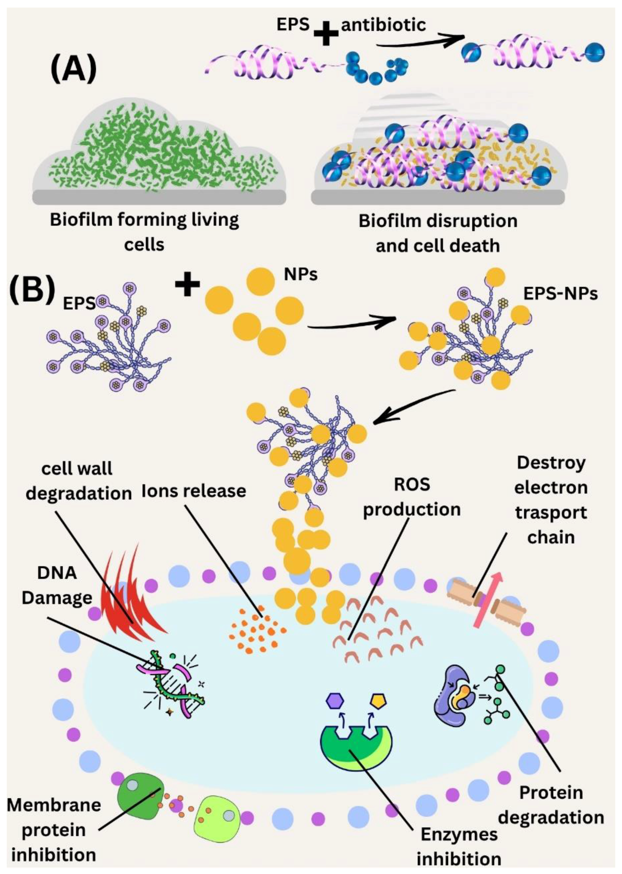 Polymers 17 03249 g004 Polymers 17 03249 g004