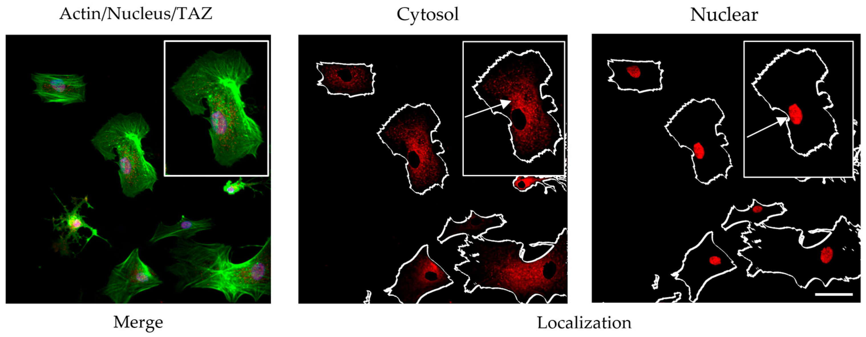 Polymers 17 03275 g005