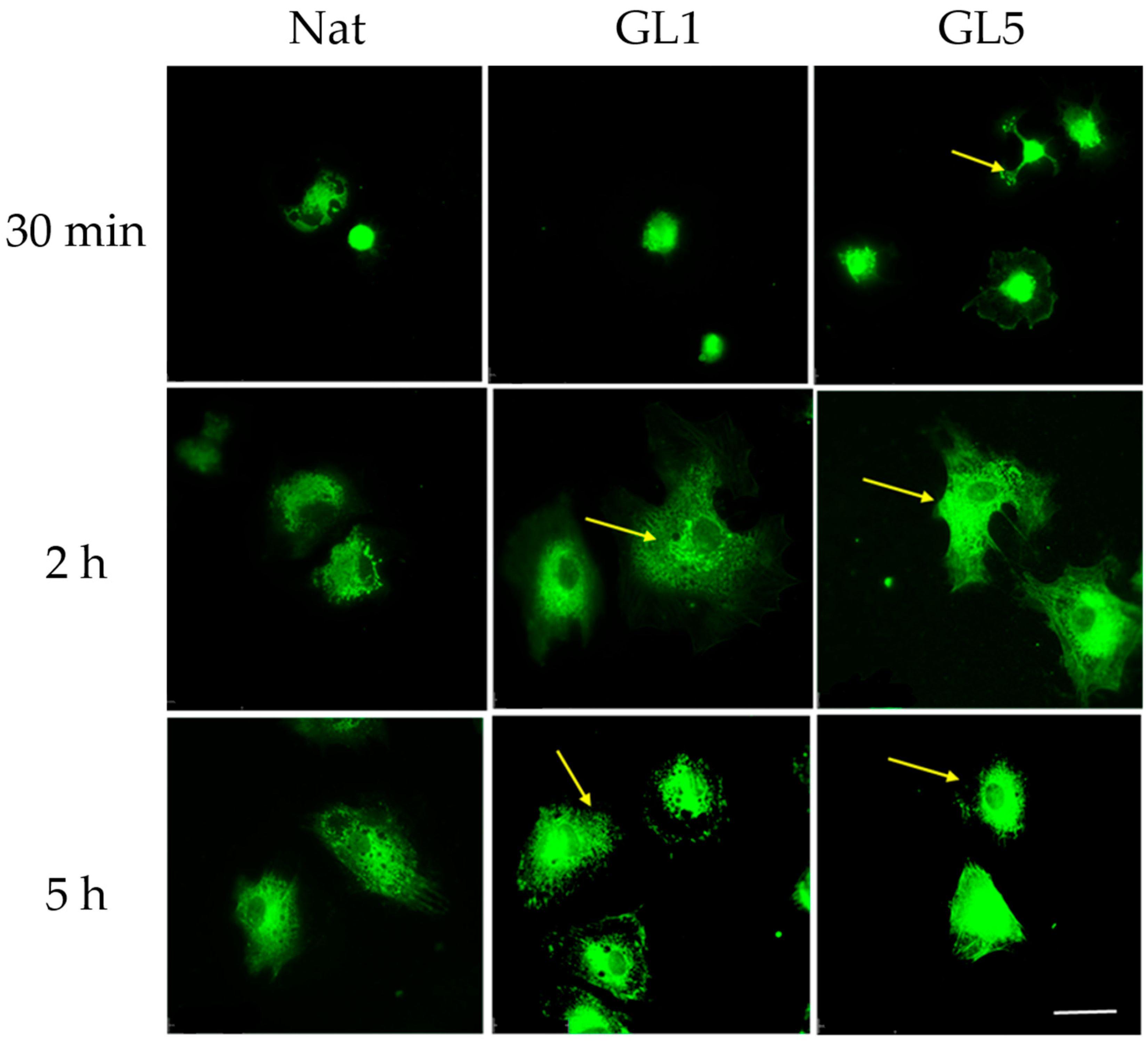 Polymers 17 03275 g008