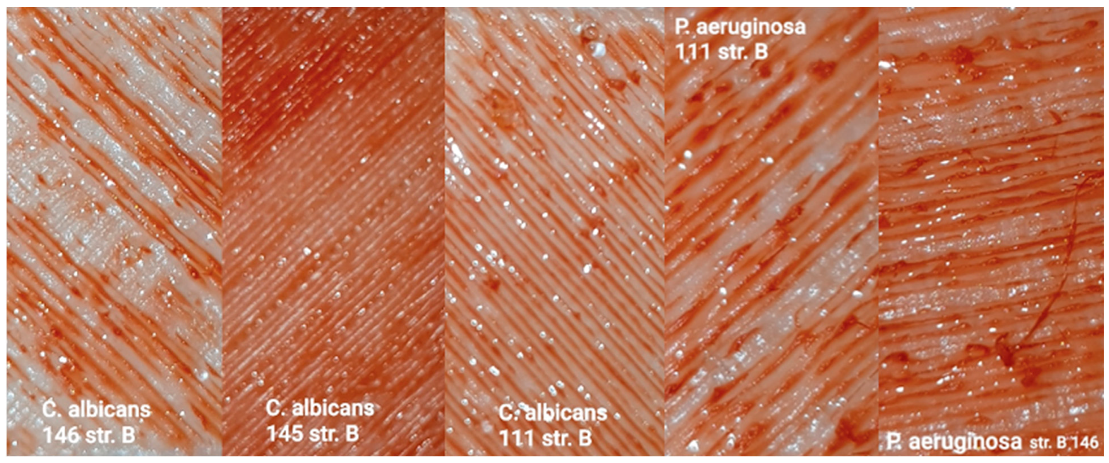 Polymers 17 03328 g013