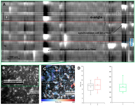 Quantifying Early Electromechanical Integration of Cardiomyocytes