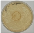 Polymers 18 00186 i010 Polymers 18 00186 i010