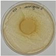 Polymers 18 00186 i012 Polymers 18 00186 i012