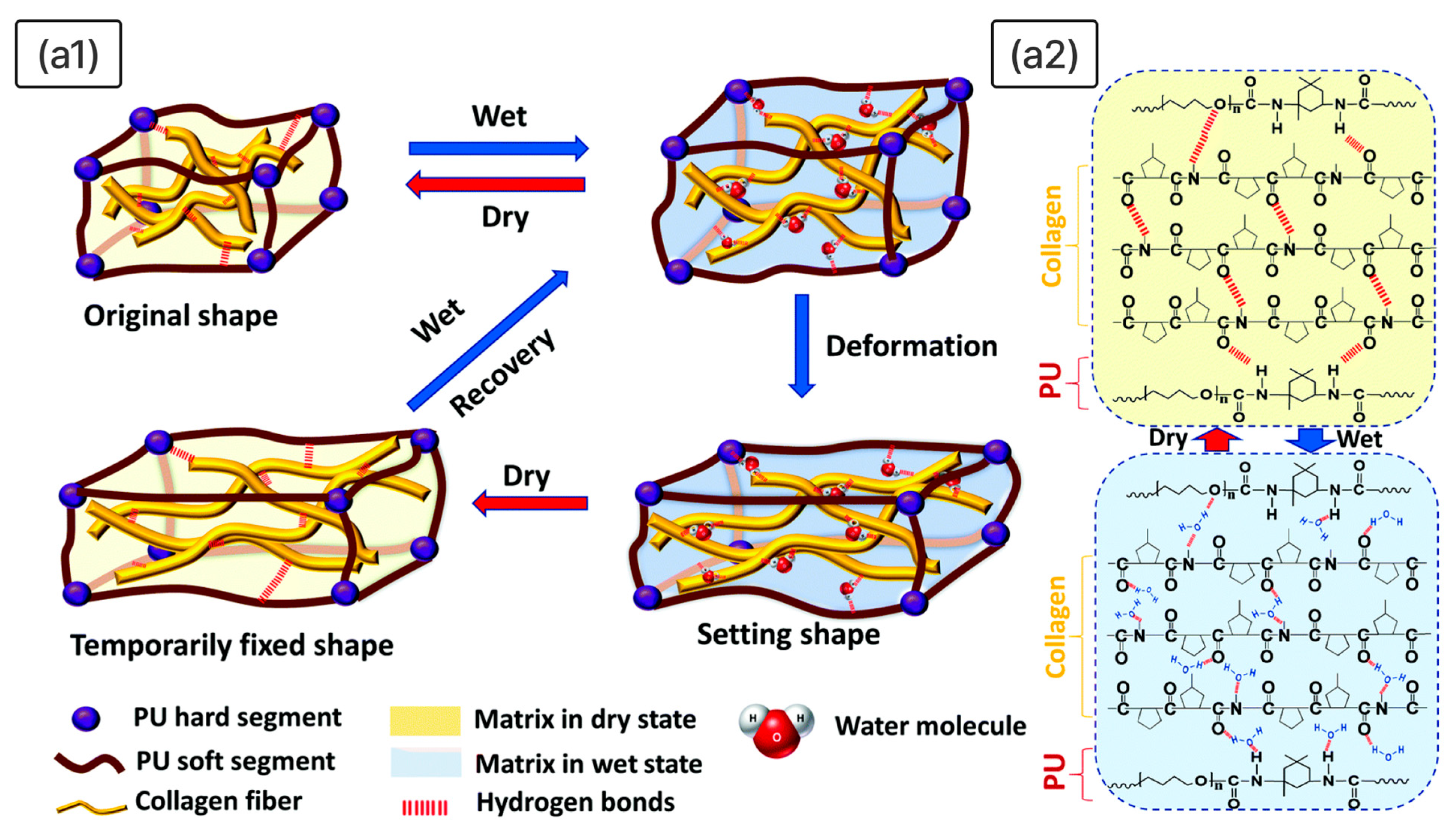 Advanced Design Concepts for Shape-Memory Polymers in Biomedical ...