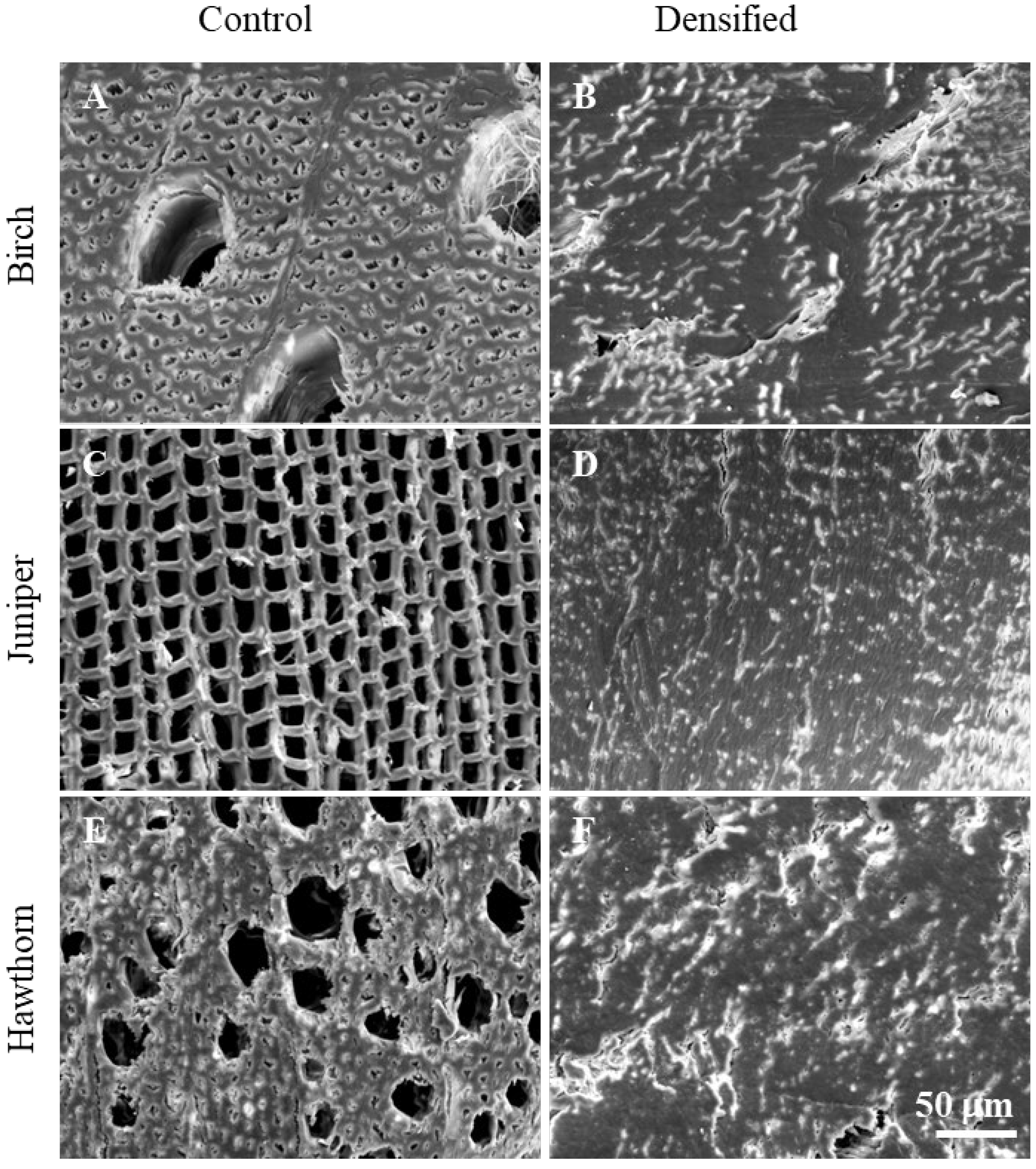 Polymers 18 00312 g001