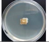Polymers 18 01527 i012 Polymers 18 01527 i012