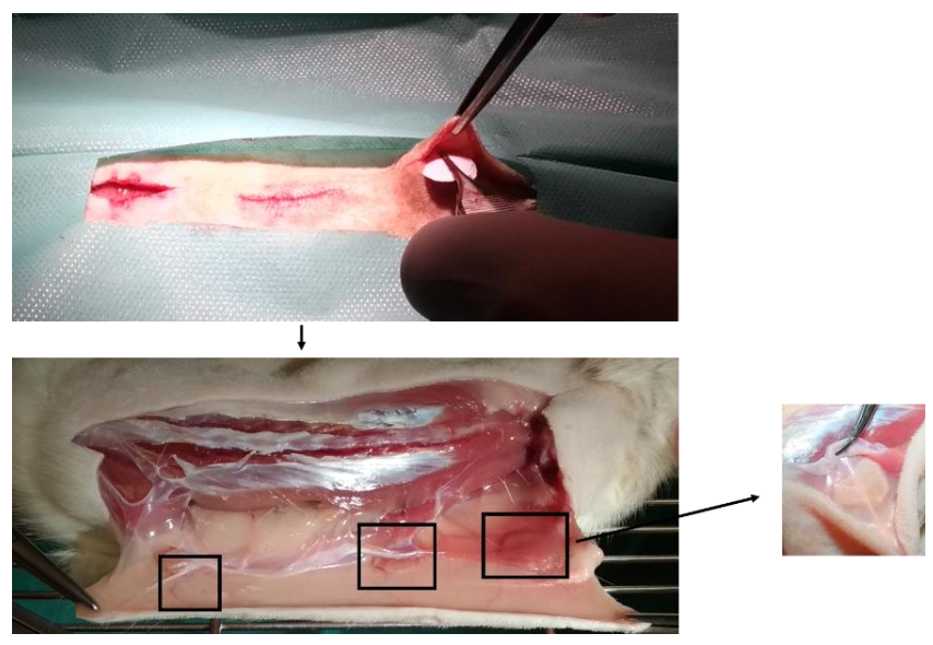 Polysaccharides 02 00006 g008 Polysaccharides 02 00006 g008