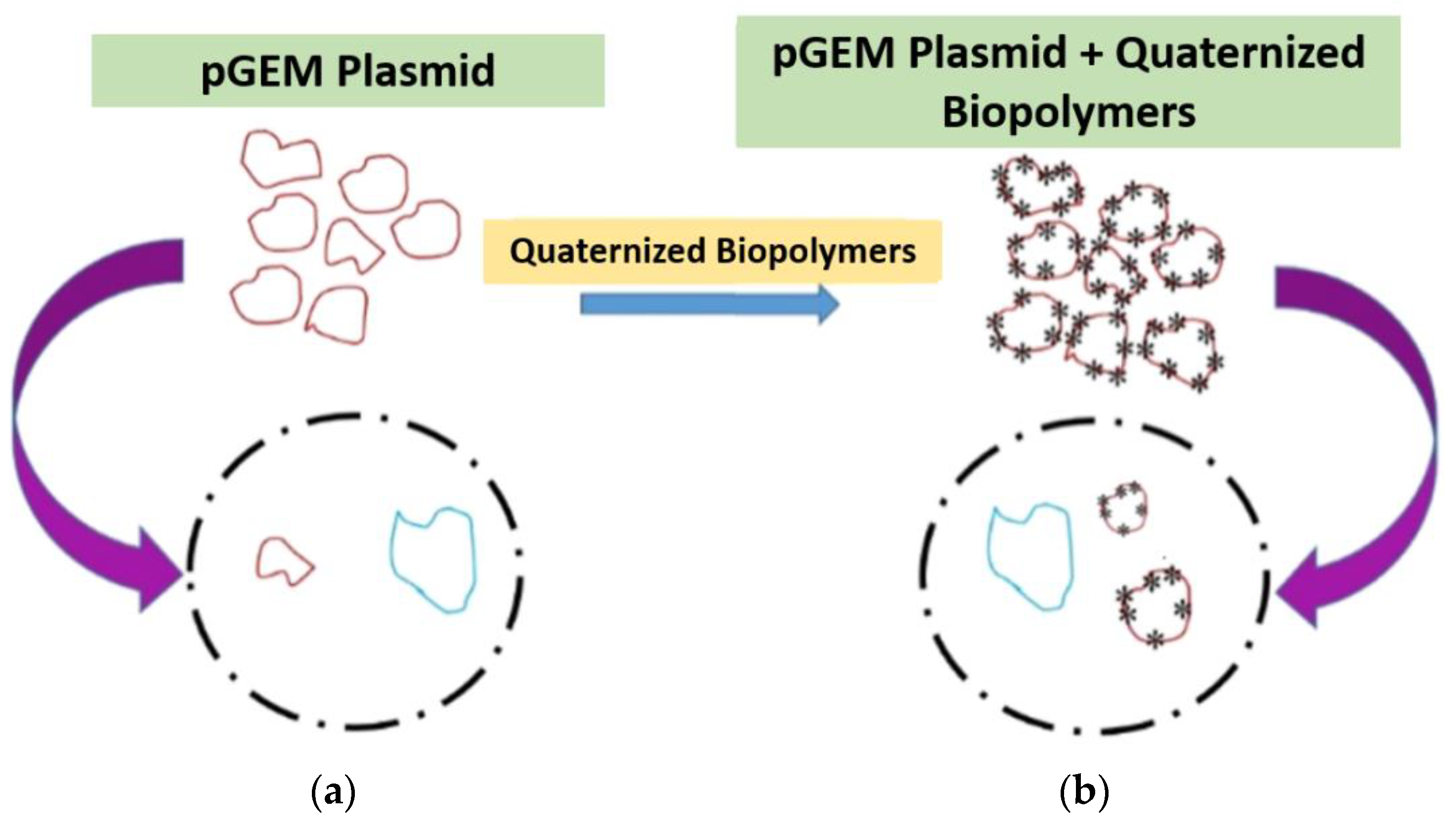 Polysaccharides 02 00007 g001 Polysaccharides 02 00007 g001