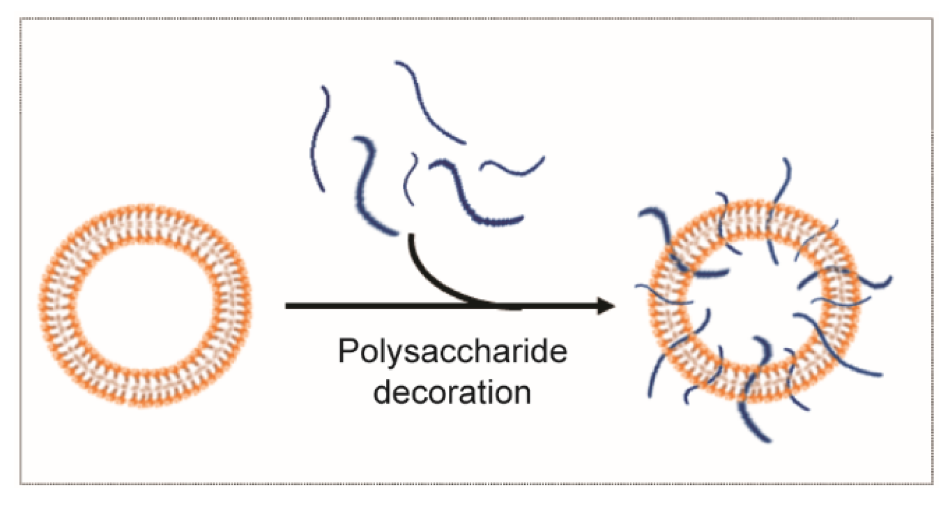 Polysaccharides 02 00021 g004