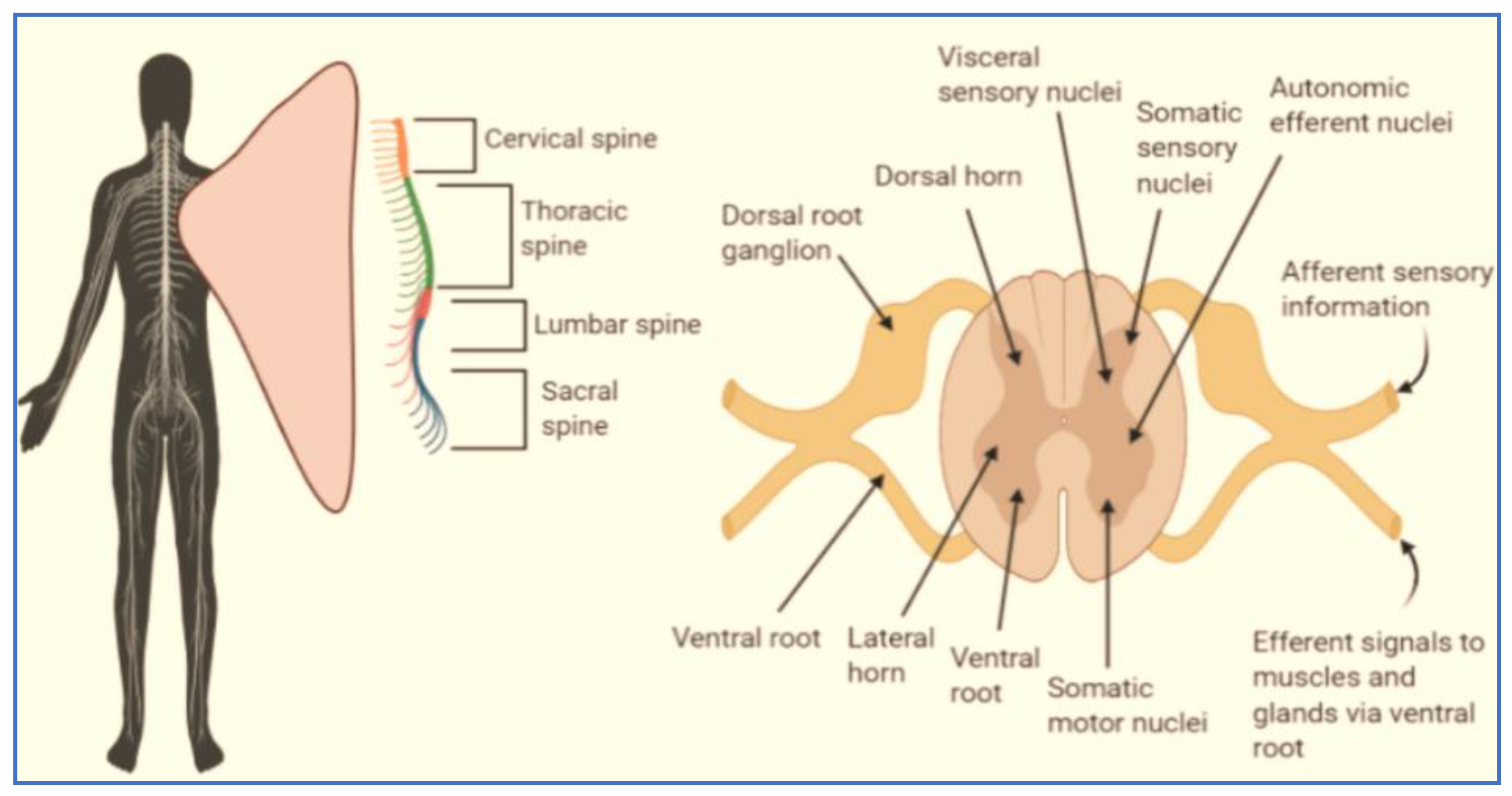 Polysaccharides 02 00031 g001 Polysaccharides 02 00031 g001
