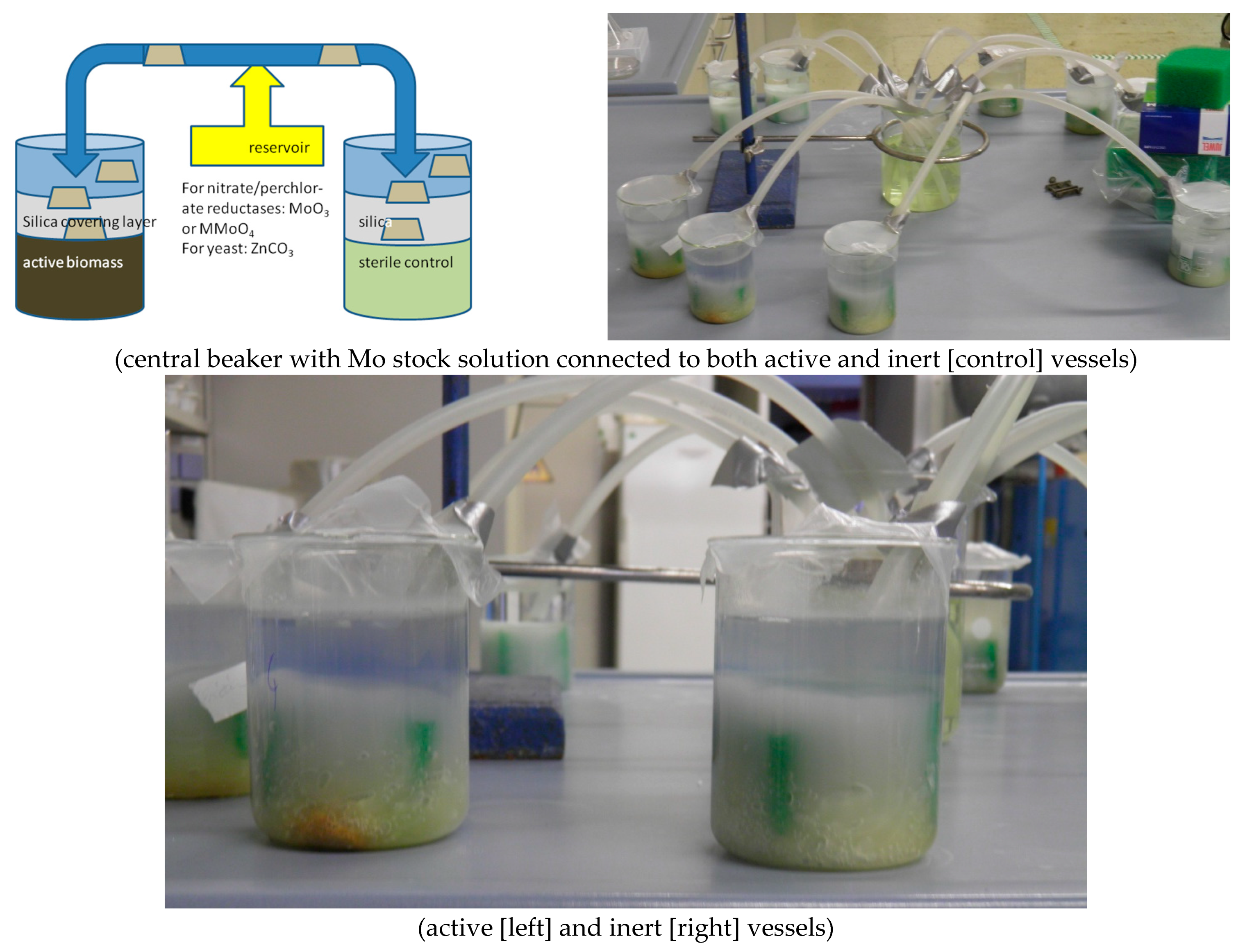 Polysaccharides 02 00047 g003 Polysaccharides 02 00047 g003