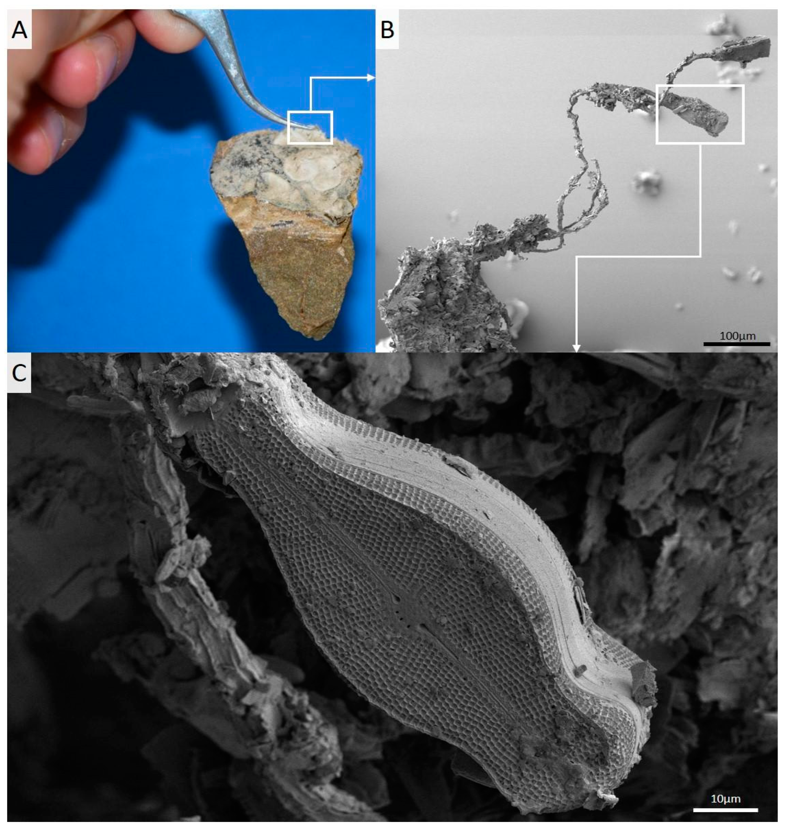 Polysaccharides 03 00004 g001 Polysaccharides 03 00004 g001