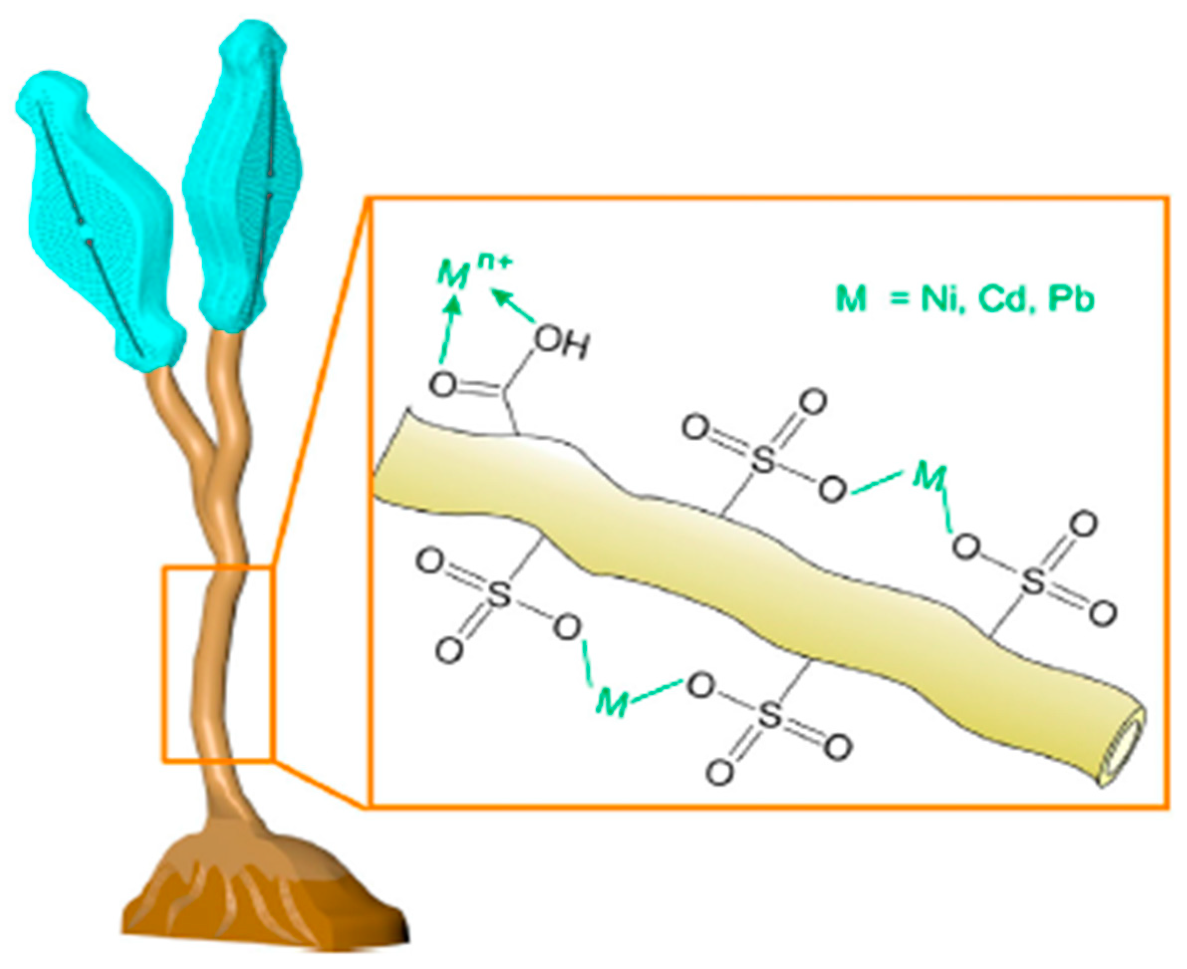 Polysaccharides 03 00004 g004 Polysaccharides 03 00004 g004