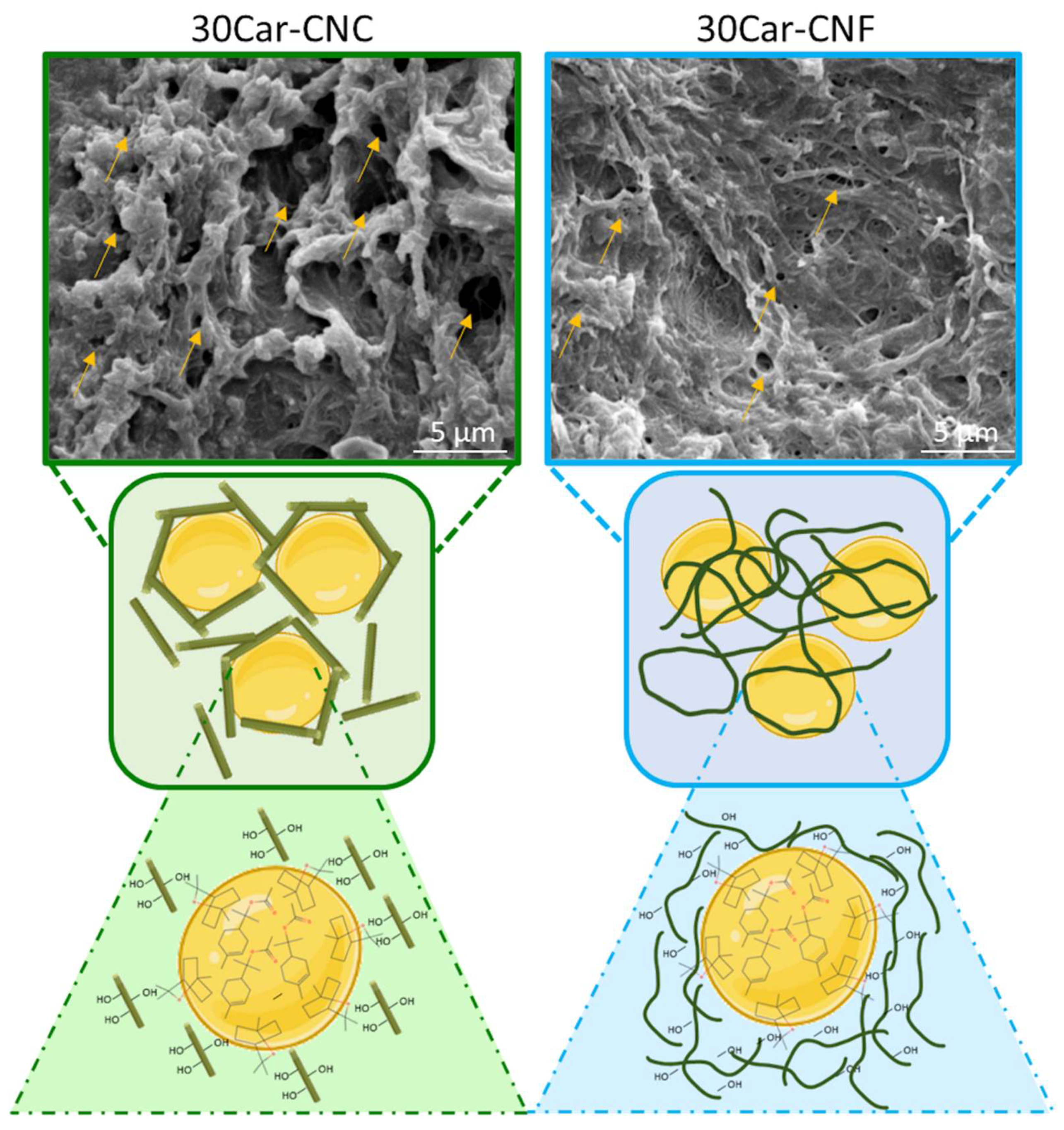Polysaccharides 03 00010 g009