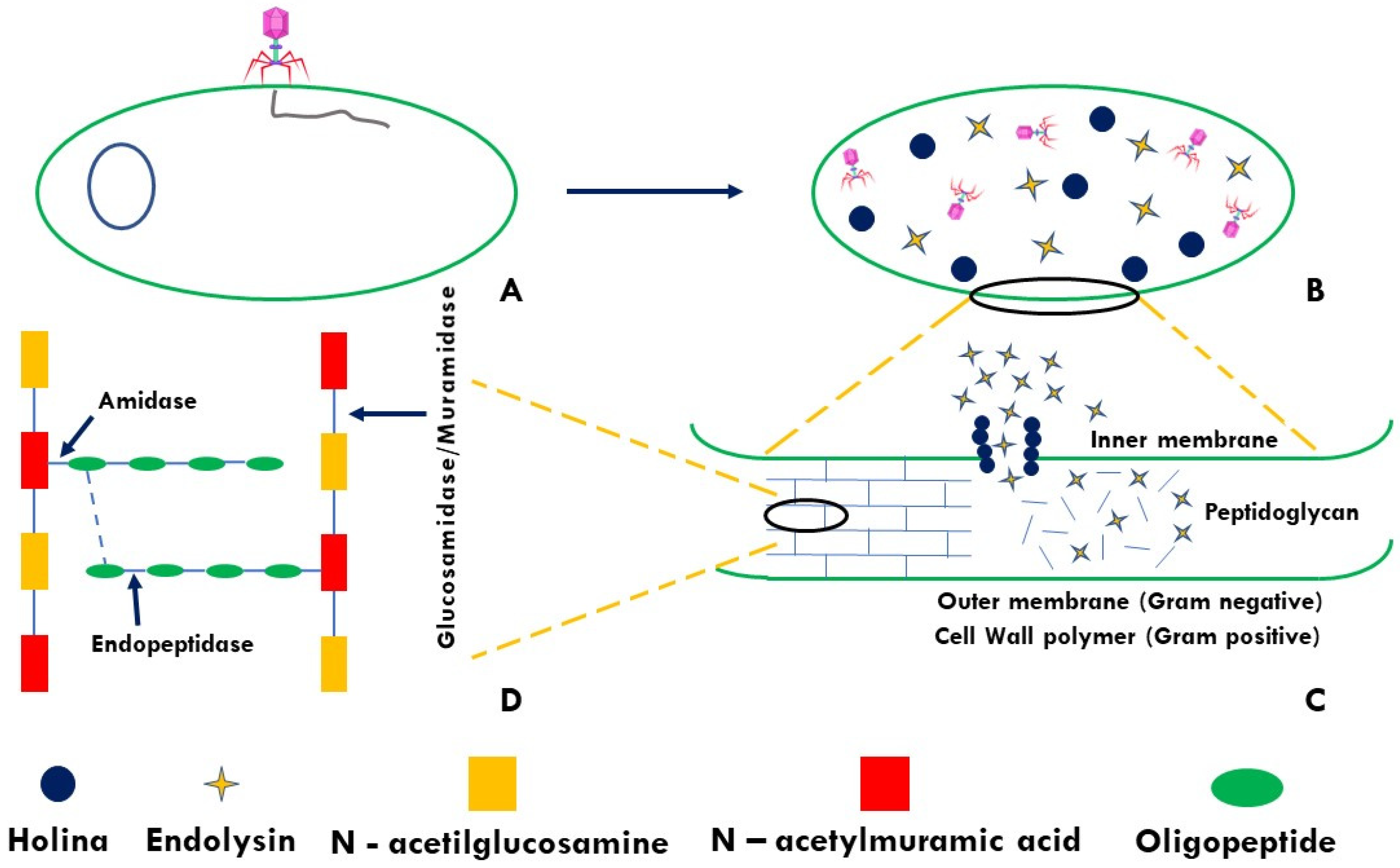 Polysaccharides 03 00018 g002