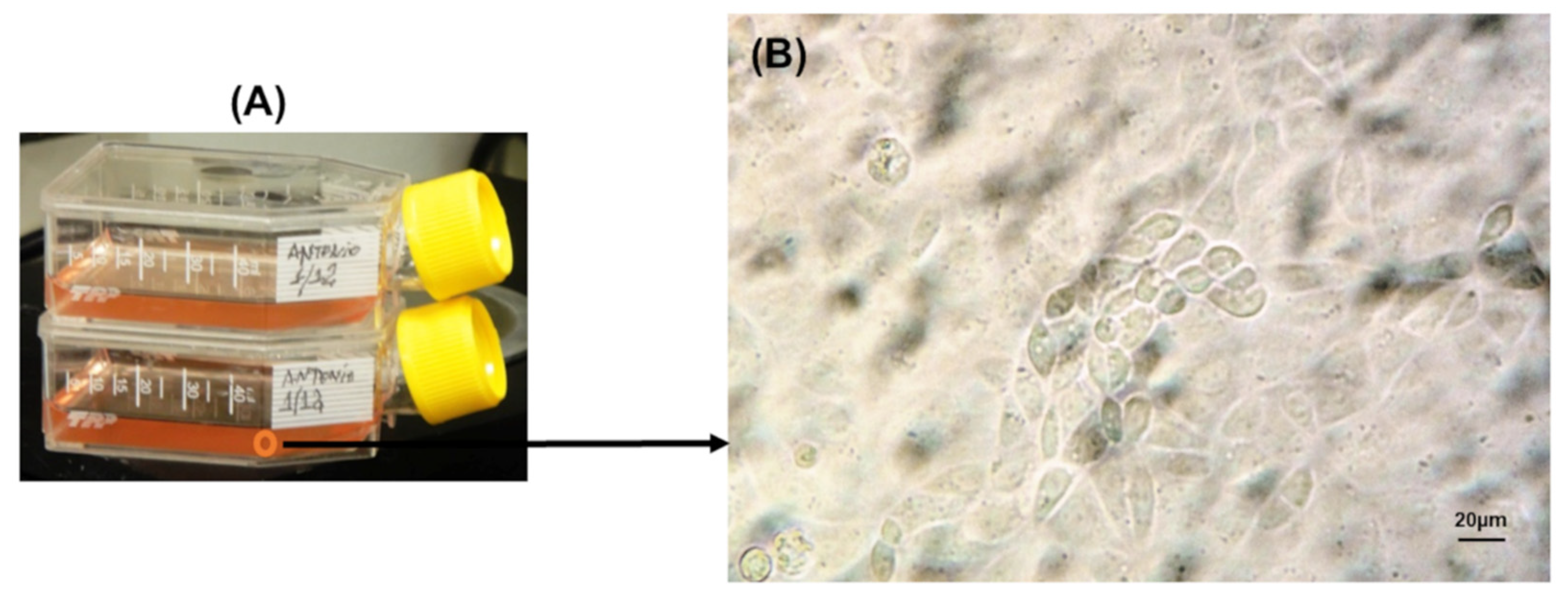 Polysaccharides 03 00020 g005 550