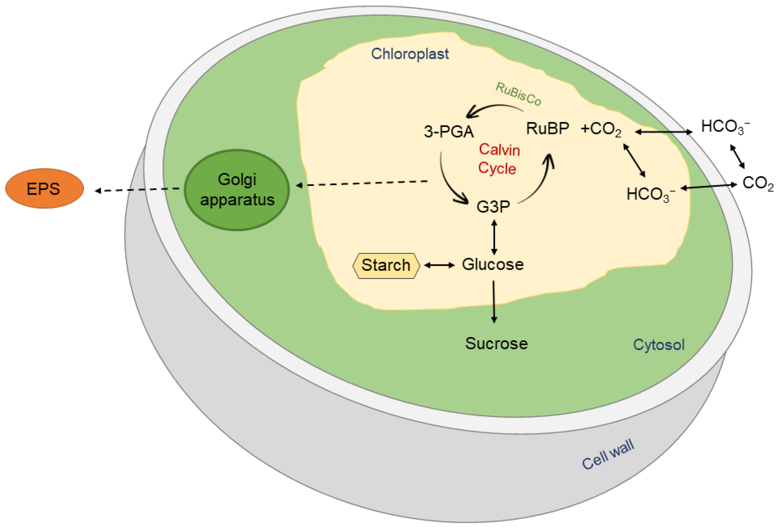 Polysaccharides 03 00027 g001 550
