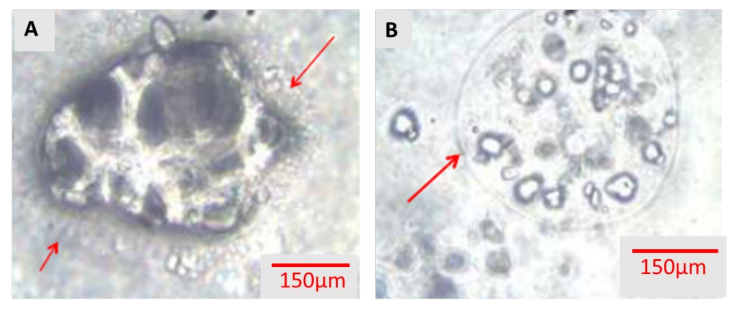 Polysaccharides 04 00001 g003 Polysaccharides 04 00001 g003