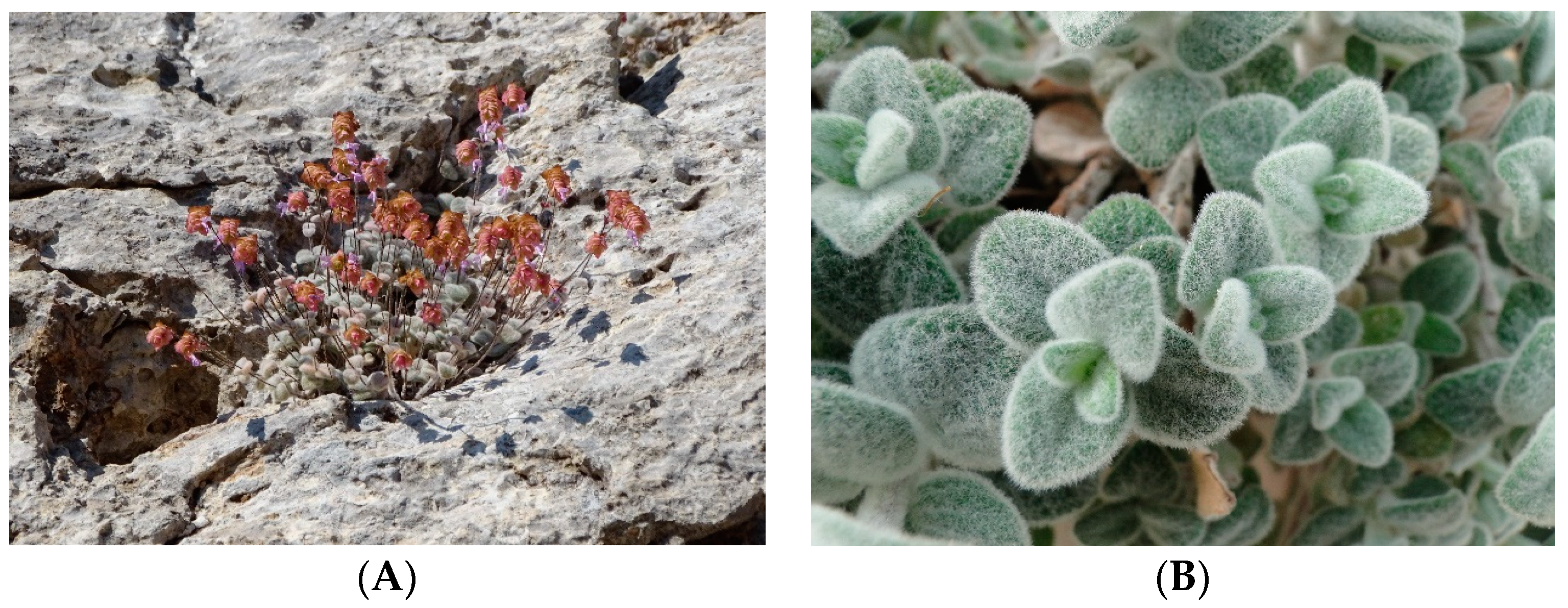 Polysaccharides 05 00003 g001a