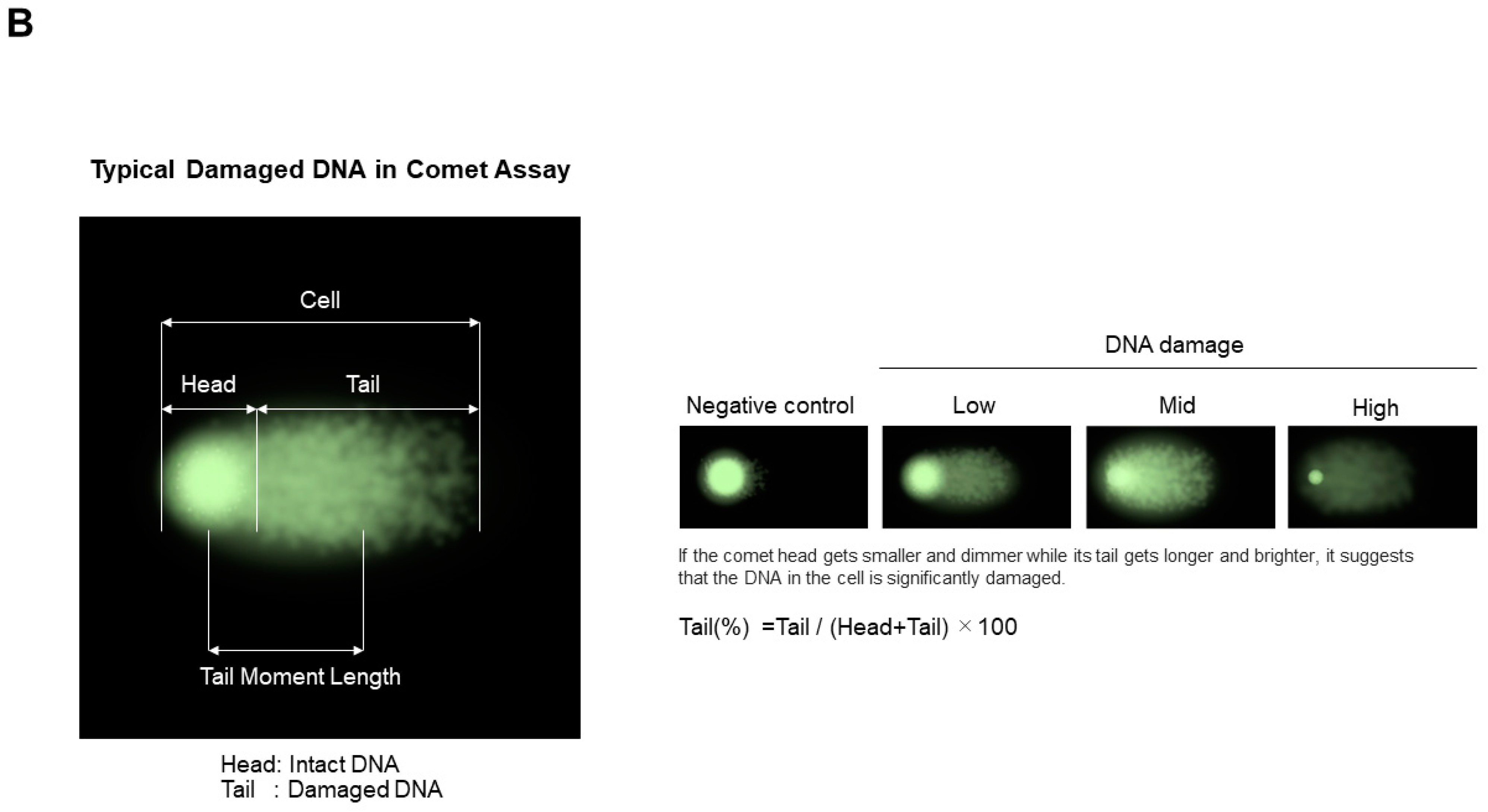 Polysaccharides 05 00024 g009b Polysaccharides 05 00024 g009b