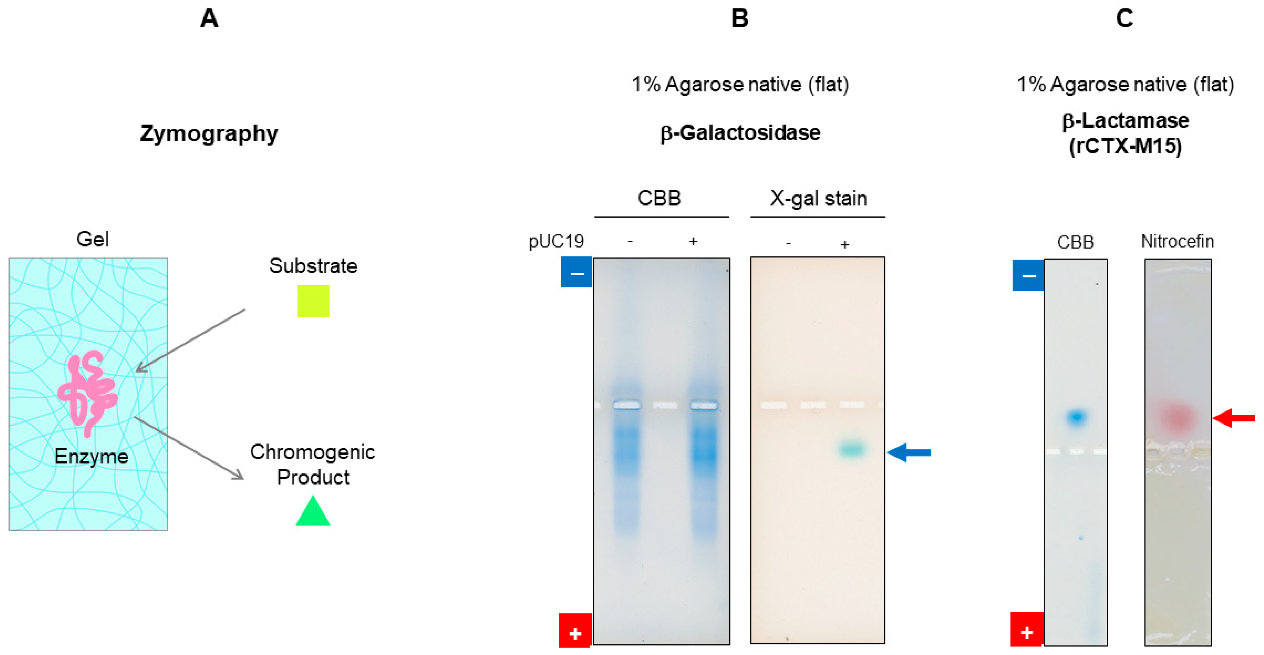 Polysaccharides 05 00024 g011 Polysaccharides 05 00024 g011