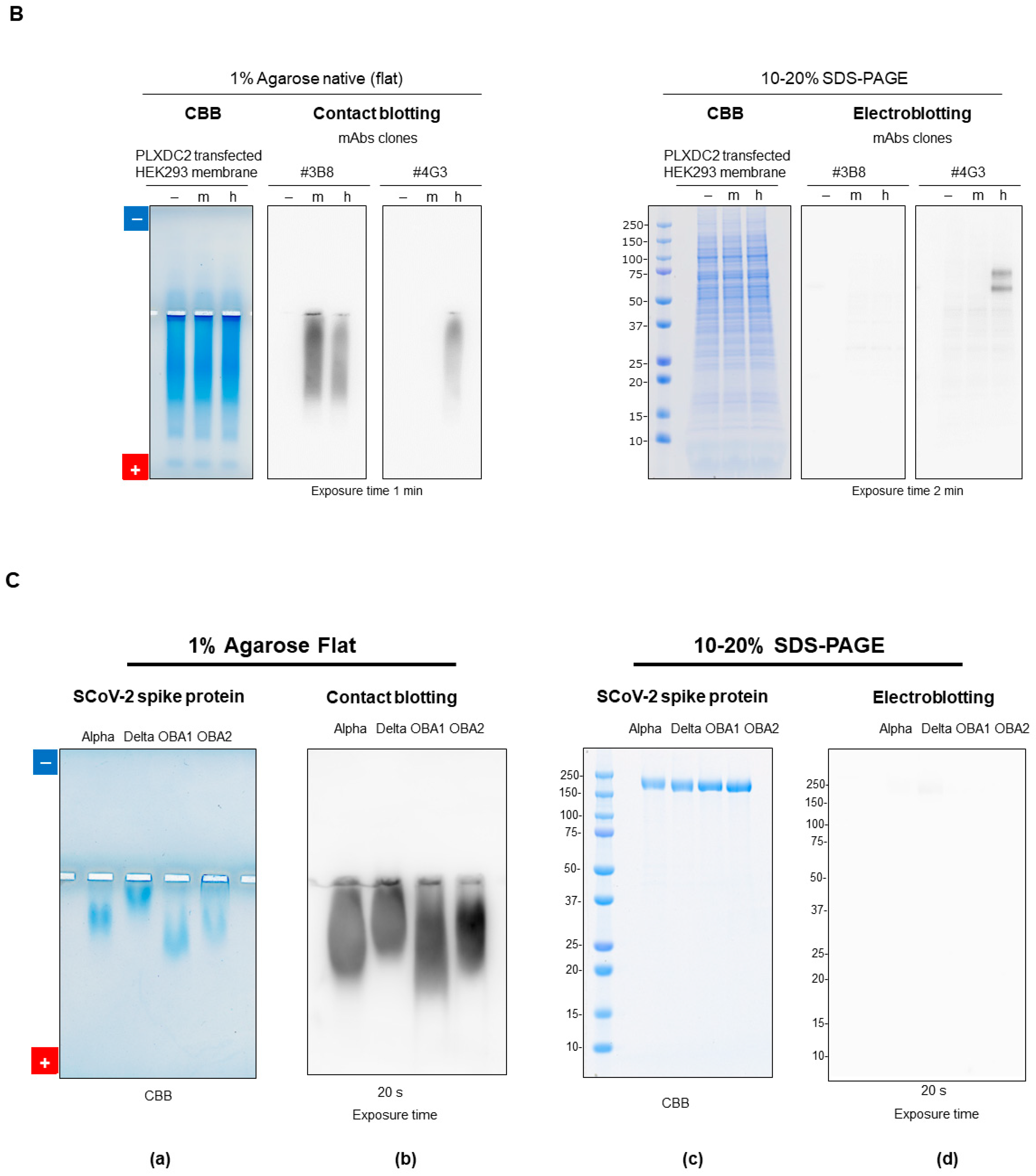 Polysaccharides 05 00024 g014b Polysaccharides 05 00024 g014b