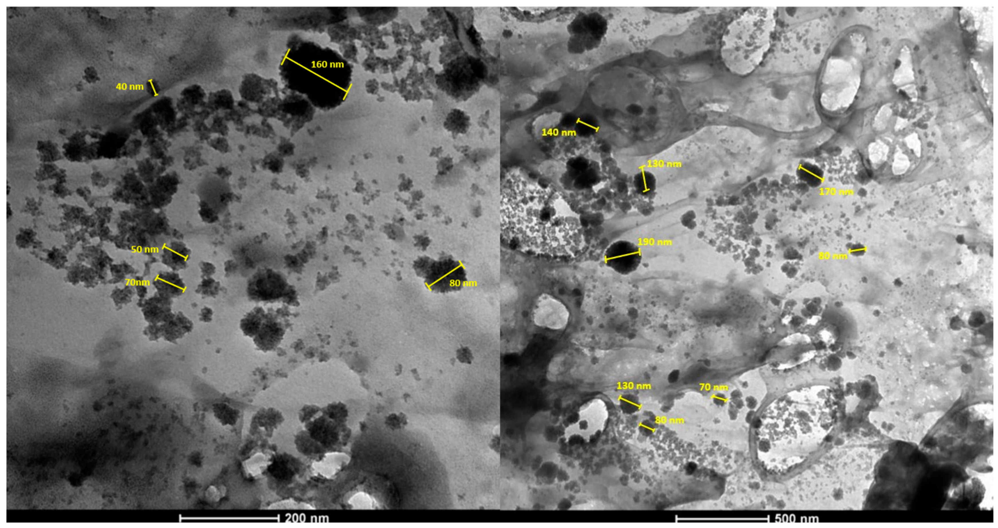 Polysaccharides 06 00004 g003