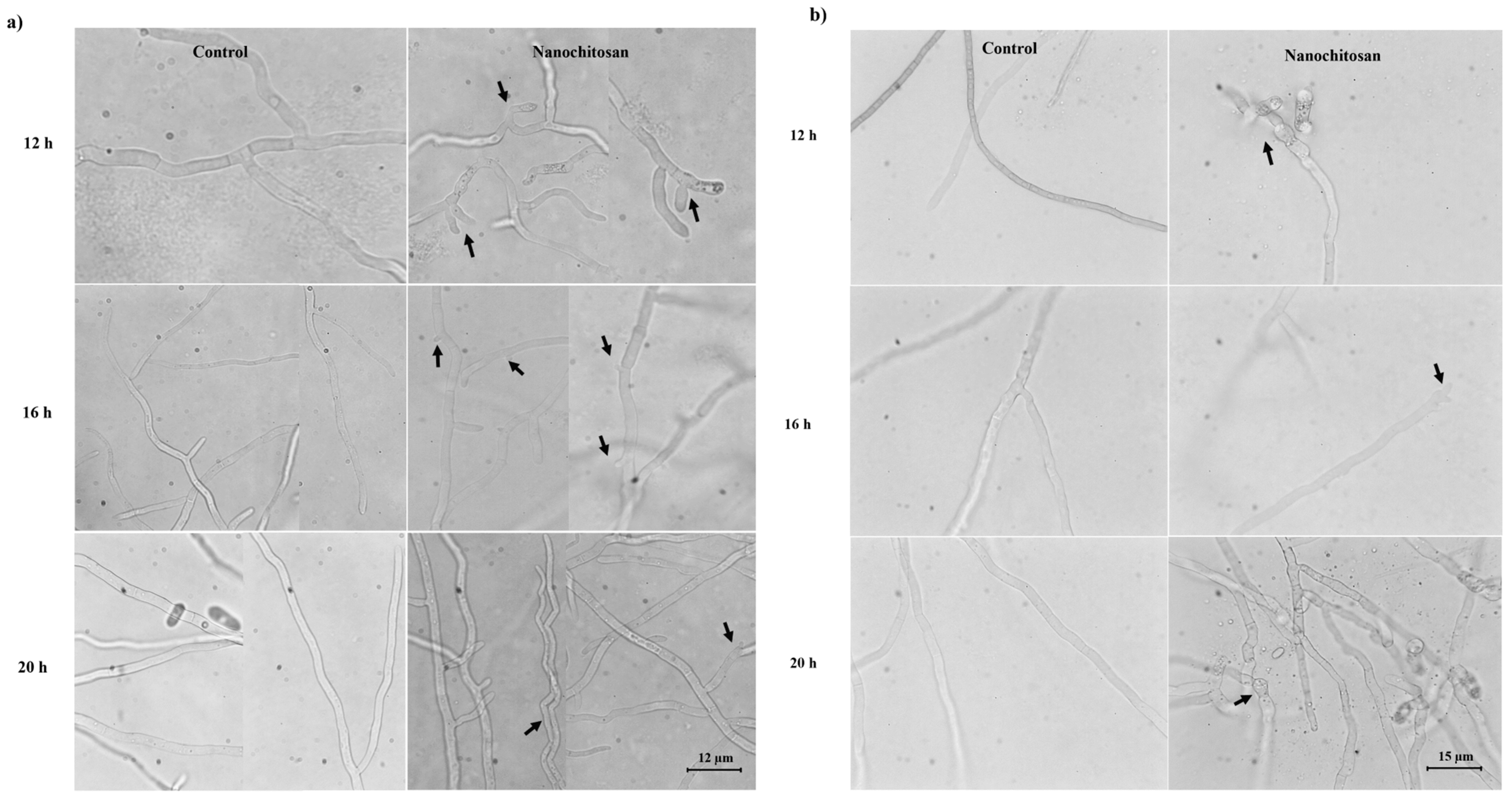 Polysaccharides 06 00004 g006