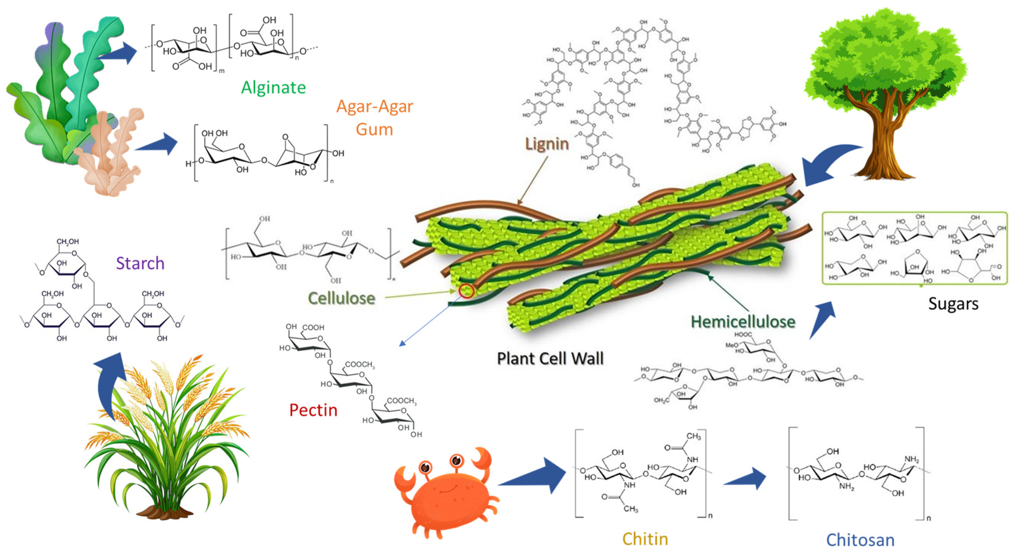 Polysaccharides 06 00005 g001