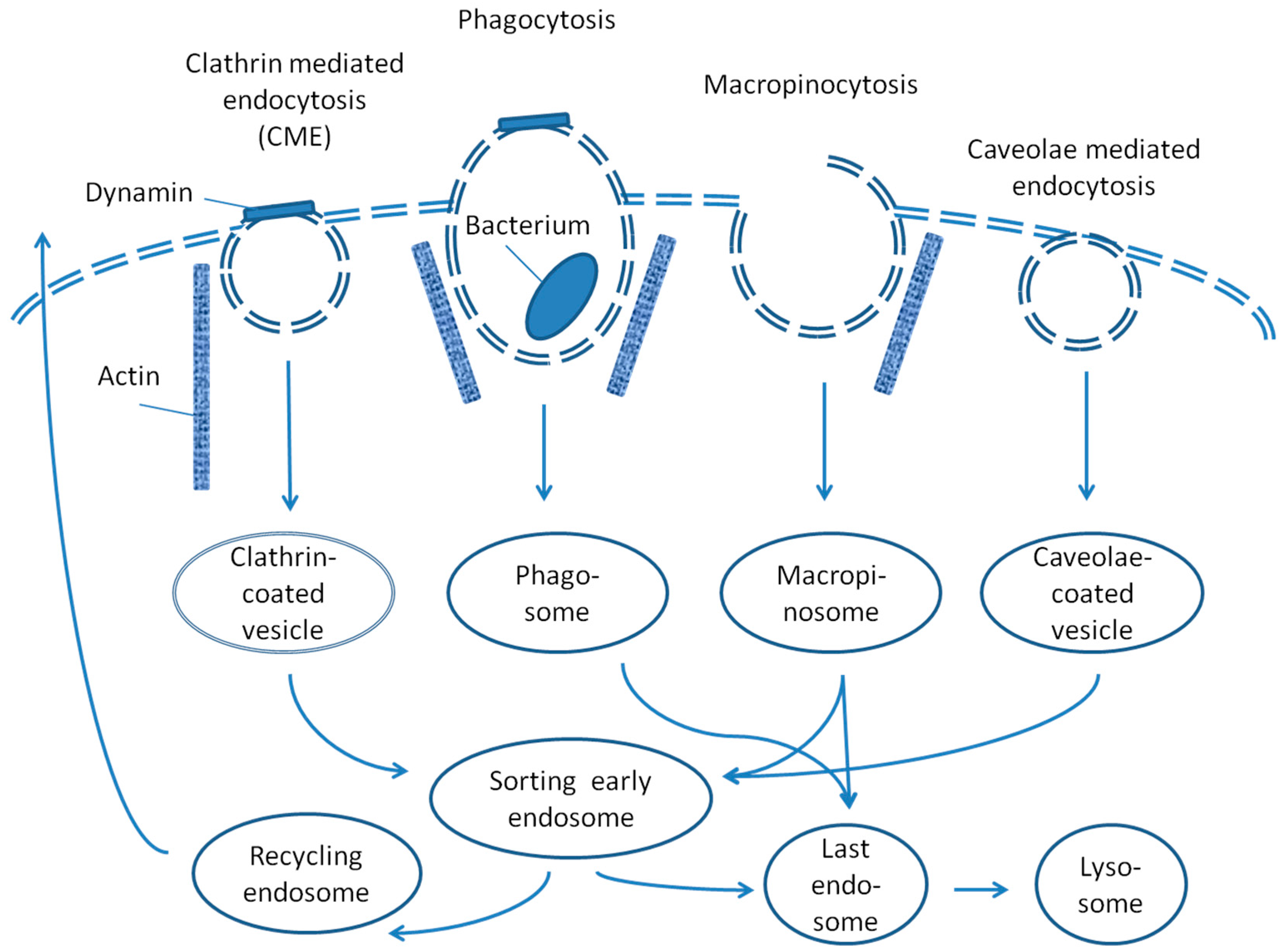 Hydrophobic Chitosan Derivatives for Gene and Drug Delivery Hydrophobic Chitosan Derivatives for Gene and Drug Delivery