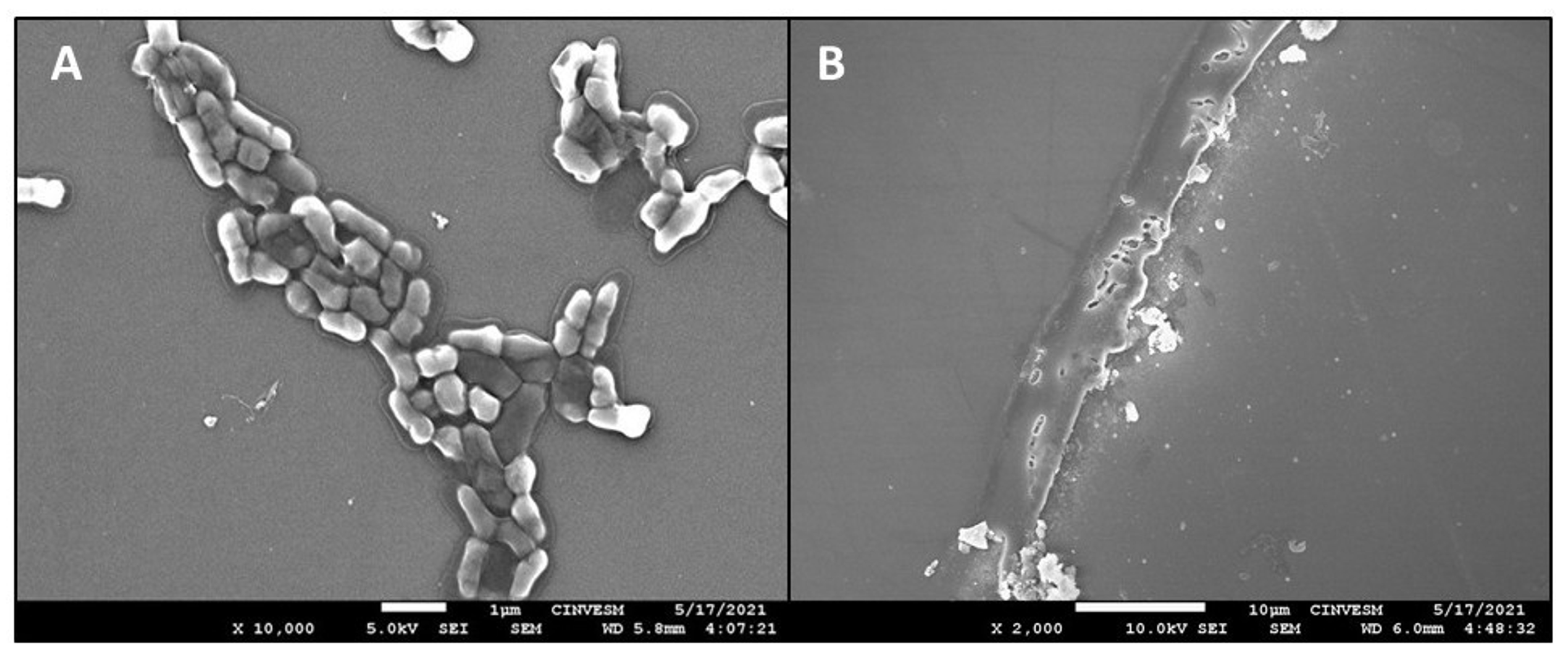 Polysaccharides 06 00024 g005