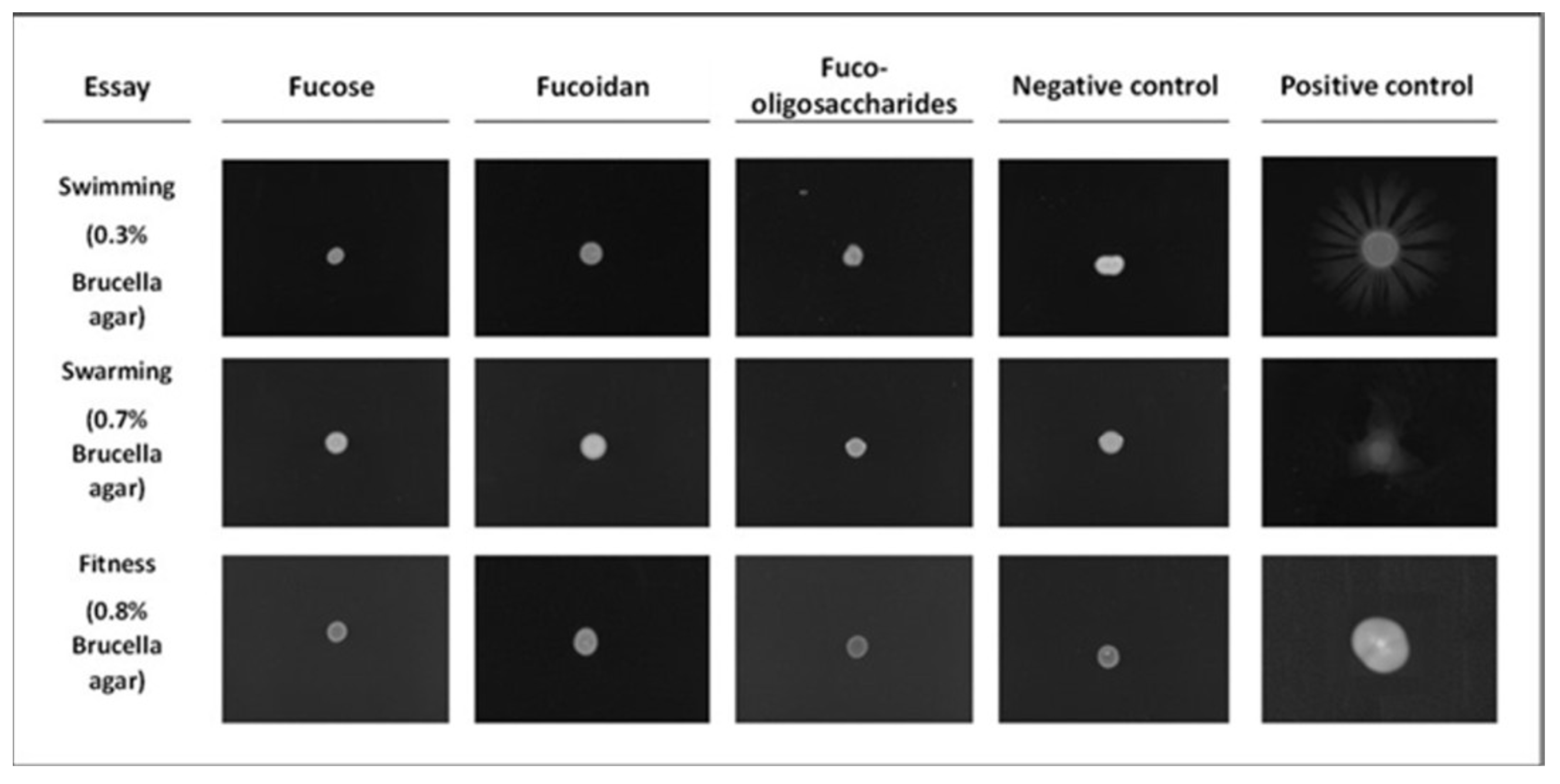 Polysaccharides 06 00024 g008