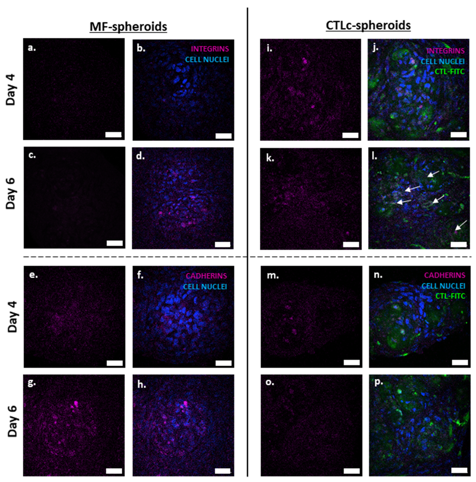 Polysaccharides 06 00047 g002