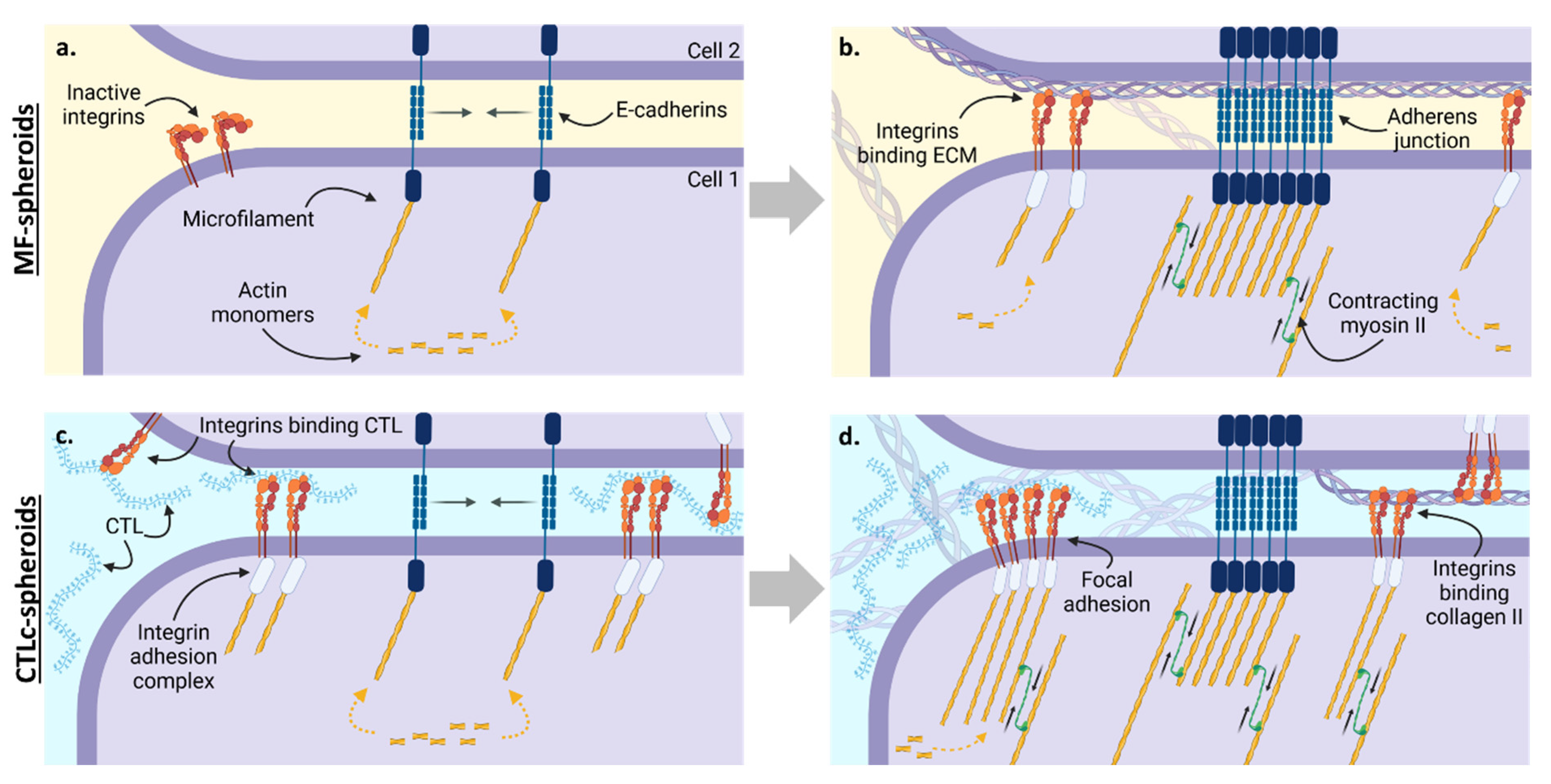 Polysaccharides 06 00047 g008