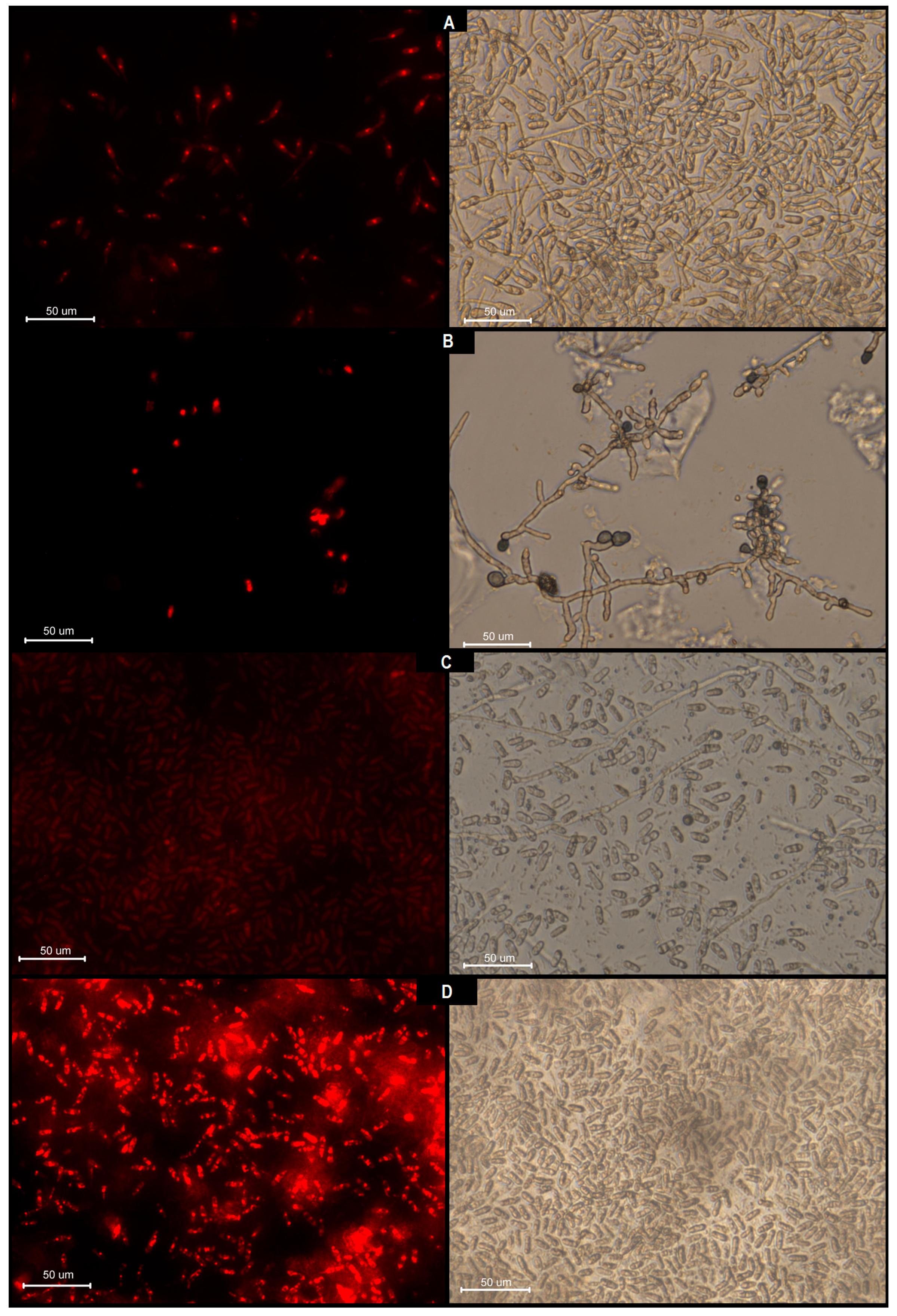 Polysaccharides 06 00052 g003