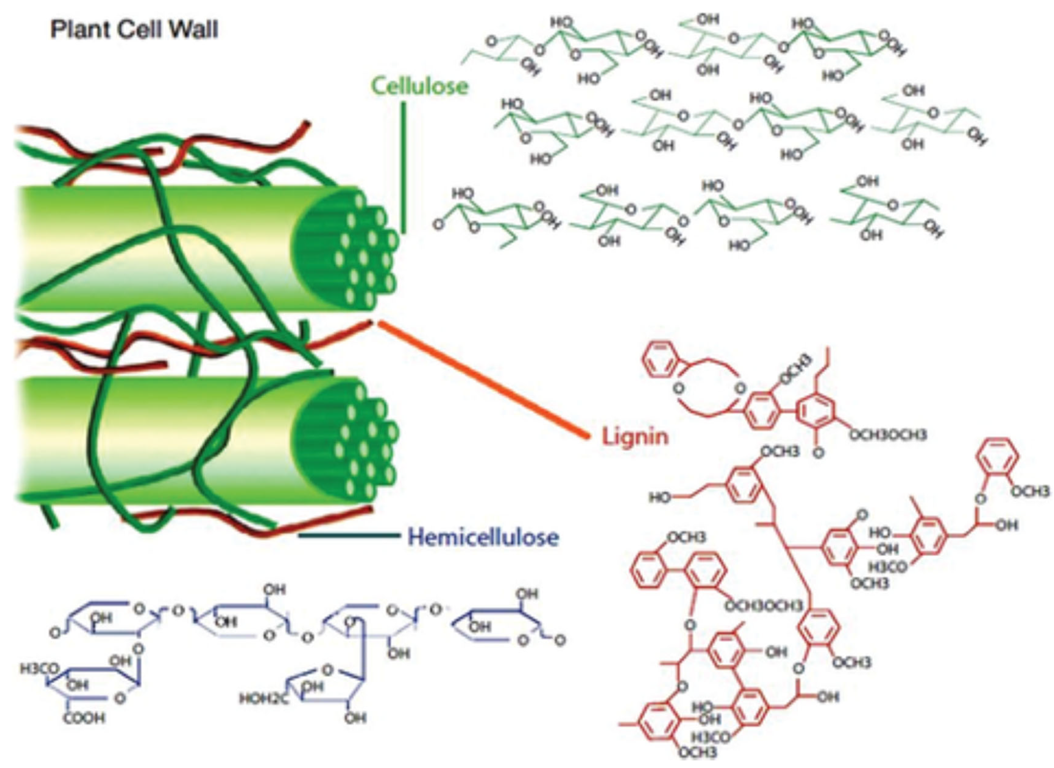 Polysaccharides 06 00053 g004