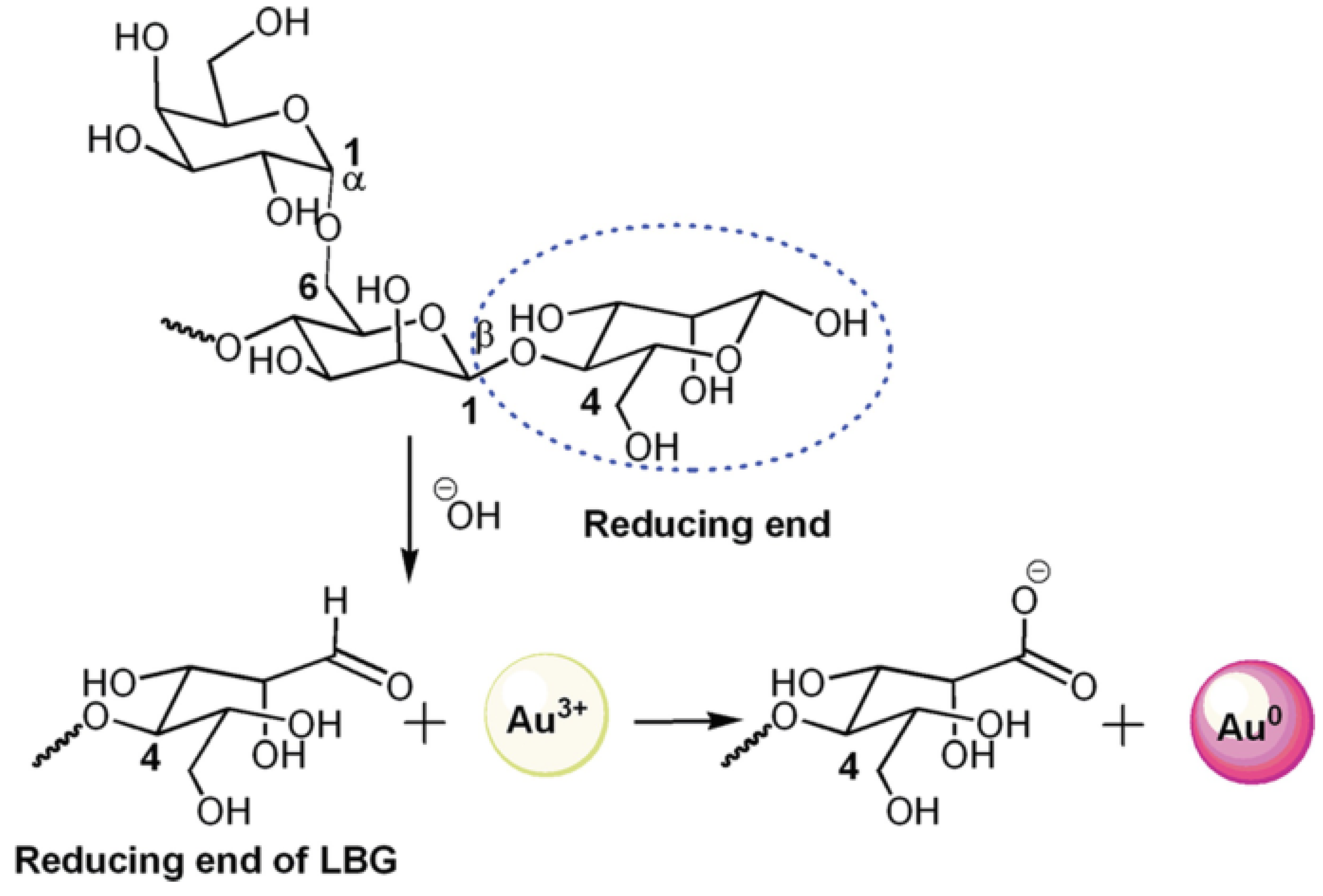 Polysaccharides 06 00053 g011