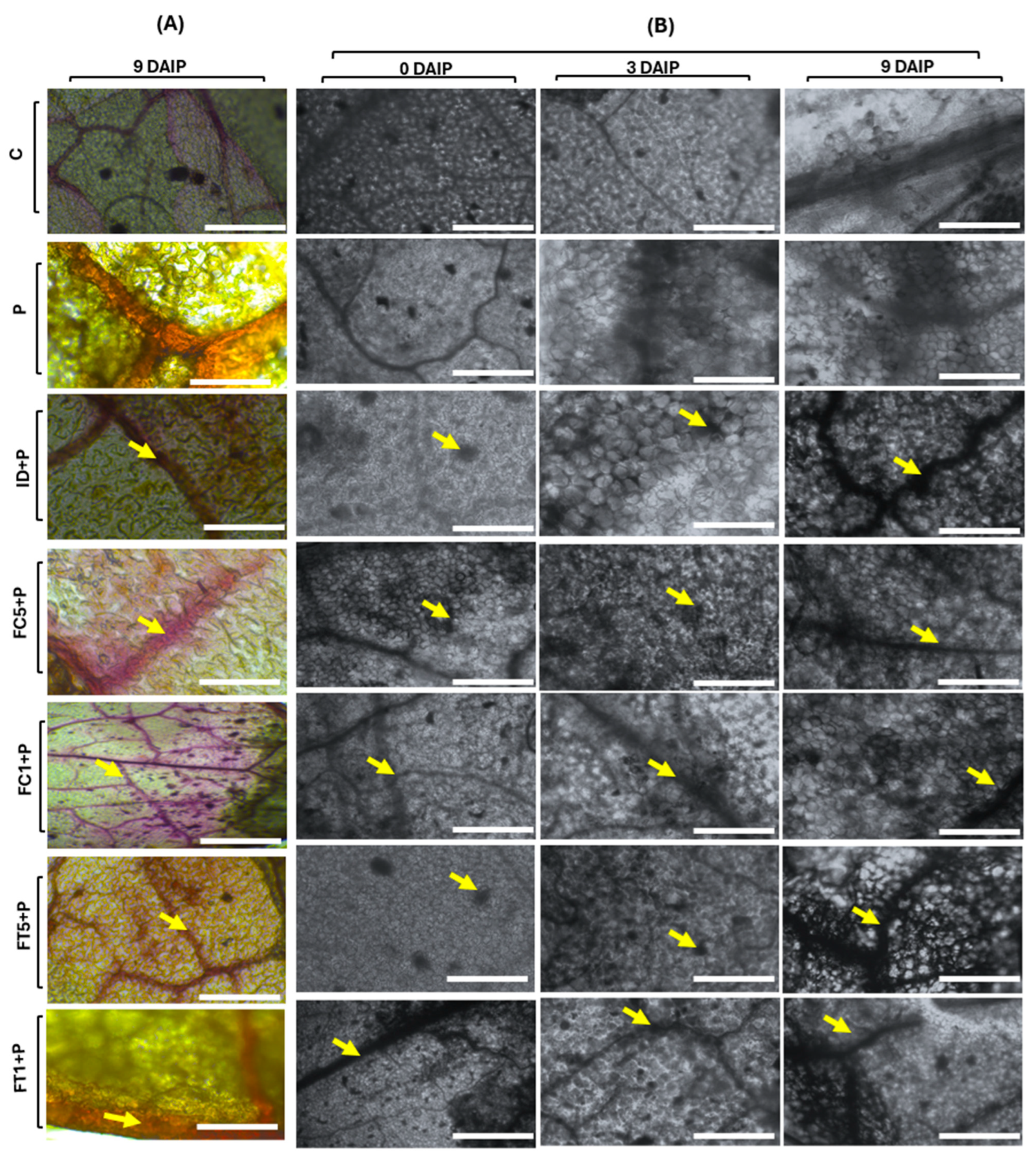 Polysaccharides 06 00072 g003
