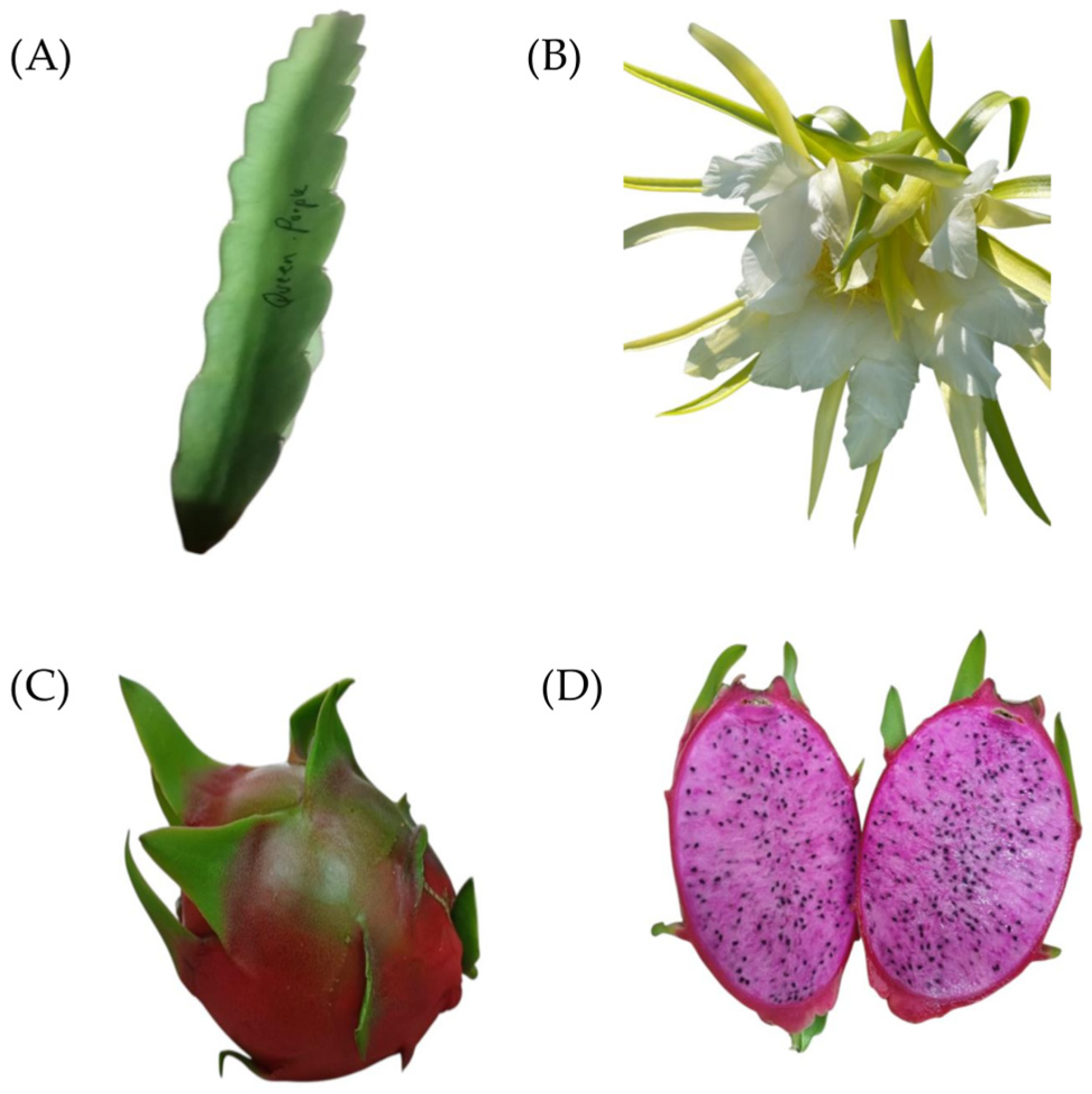 Polysaccharides 06 00098 g001 Polysaccharides 06 00098 g001
