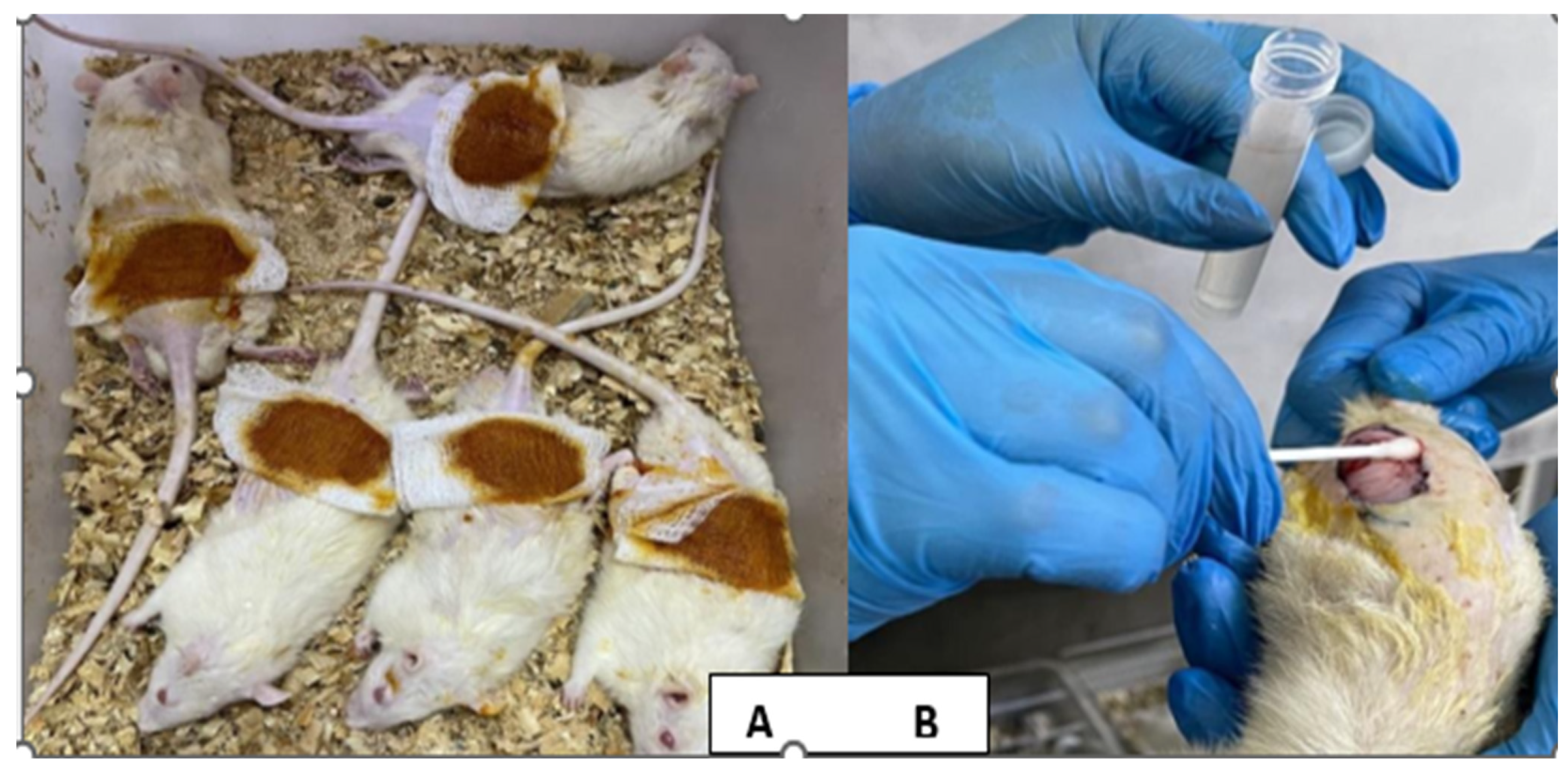 Polysaccharides 06 00102 g002