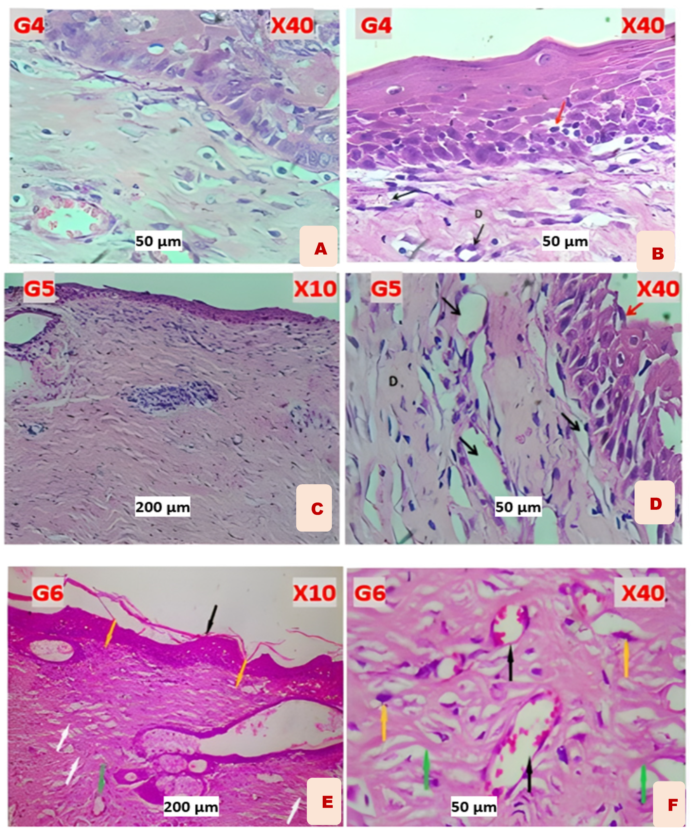 Polysaccharides 06 00102 g008