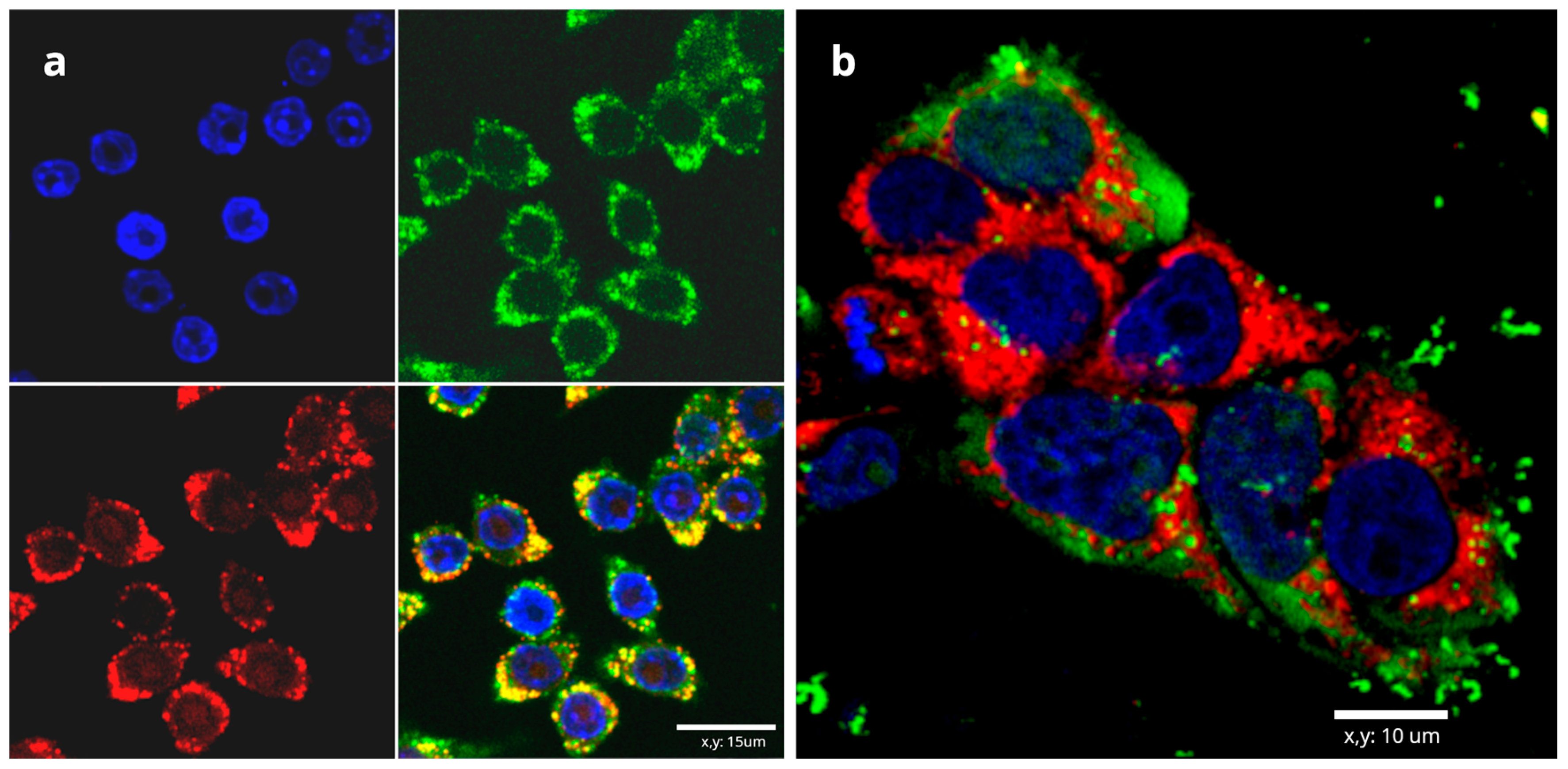 Polysaccharides 06 00111 g002