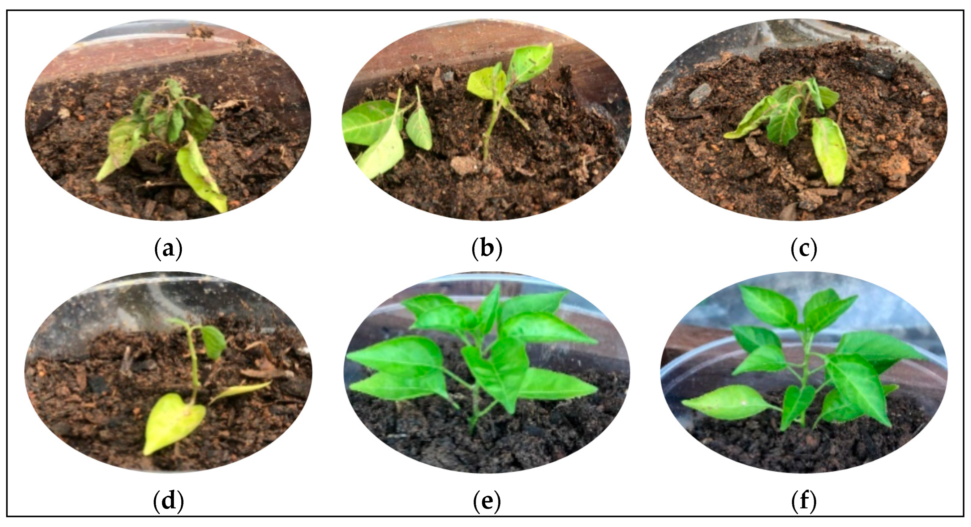 Polysaccharides 06 00113 g007