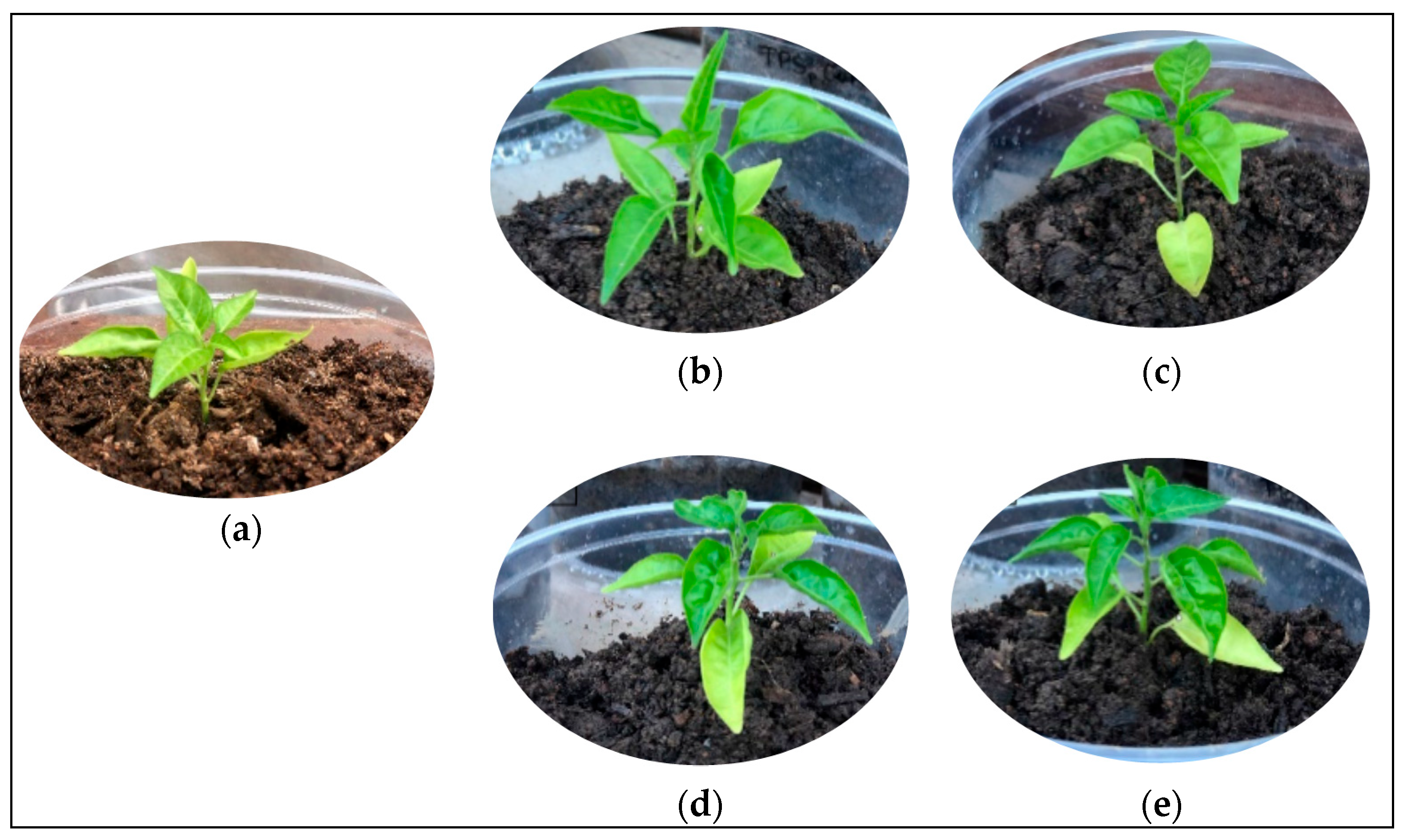 Polysaccharides 06 00113 g008