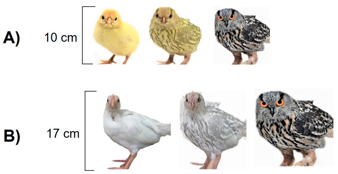 Poultry 01 00011 g002 550