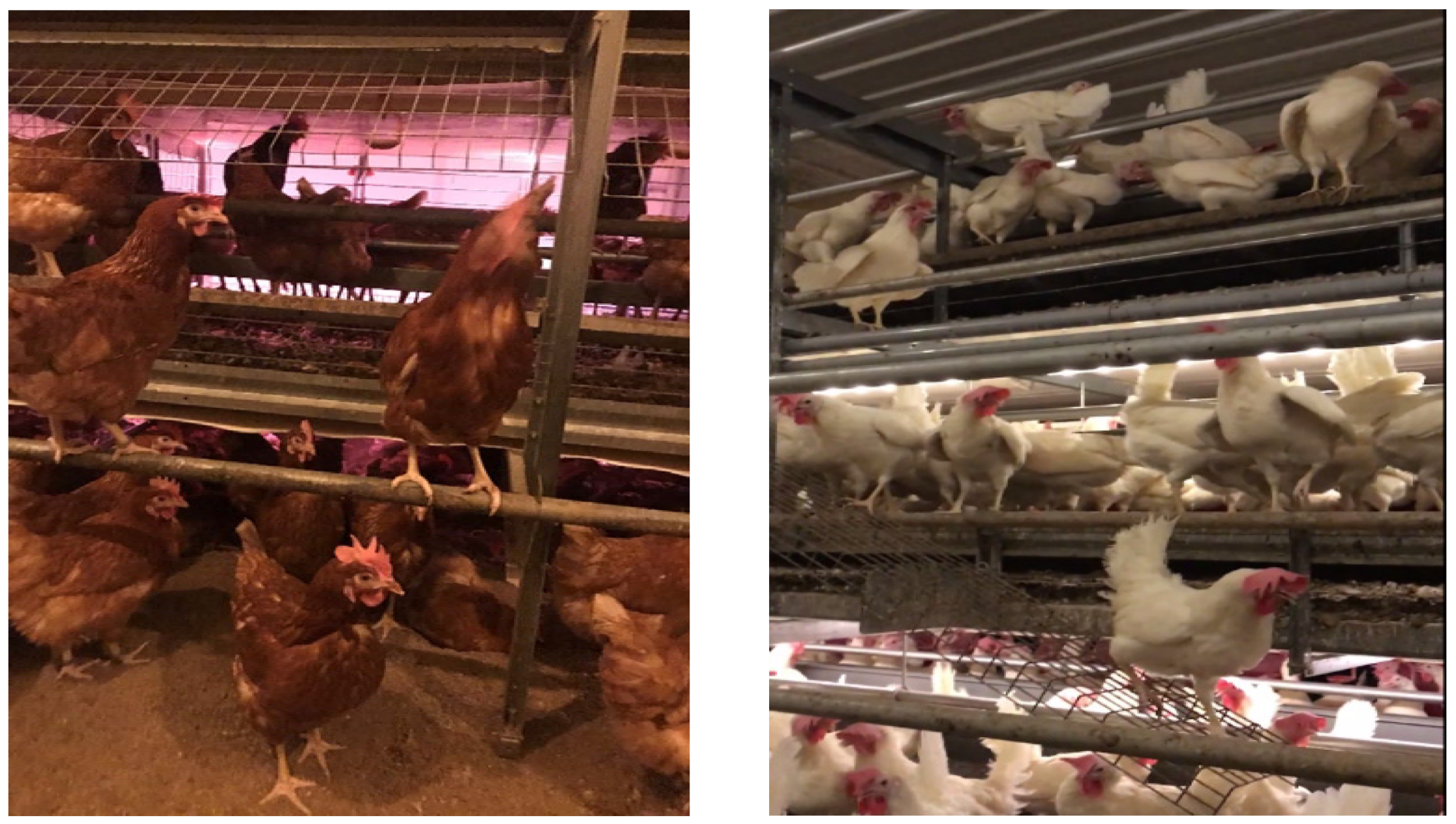 PDF) STUDY OF ECONOMIC CONSEQUENCES OF EXOGENOUS HORMONES IN POST PEAK  PRODUCTION PERIOD OF OLD LAYER HENS