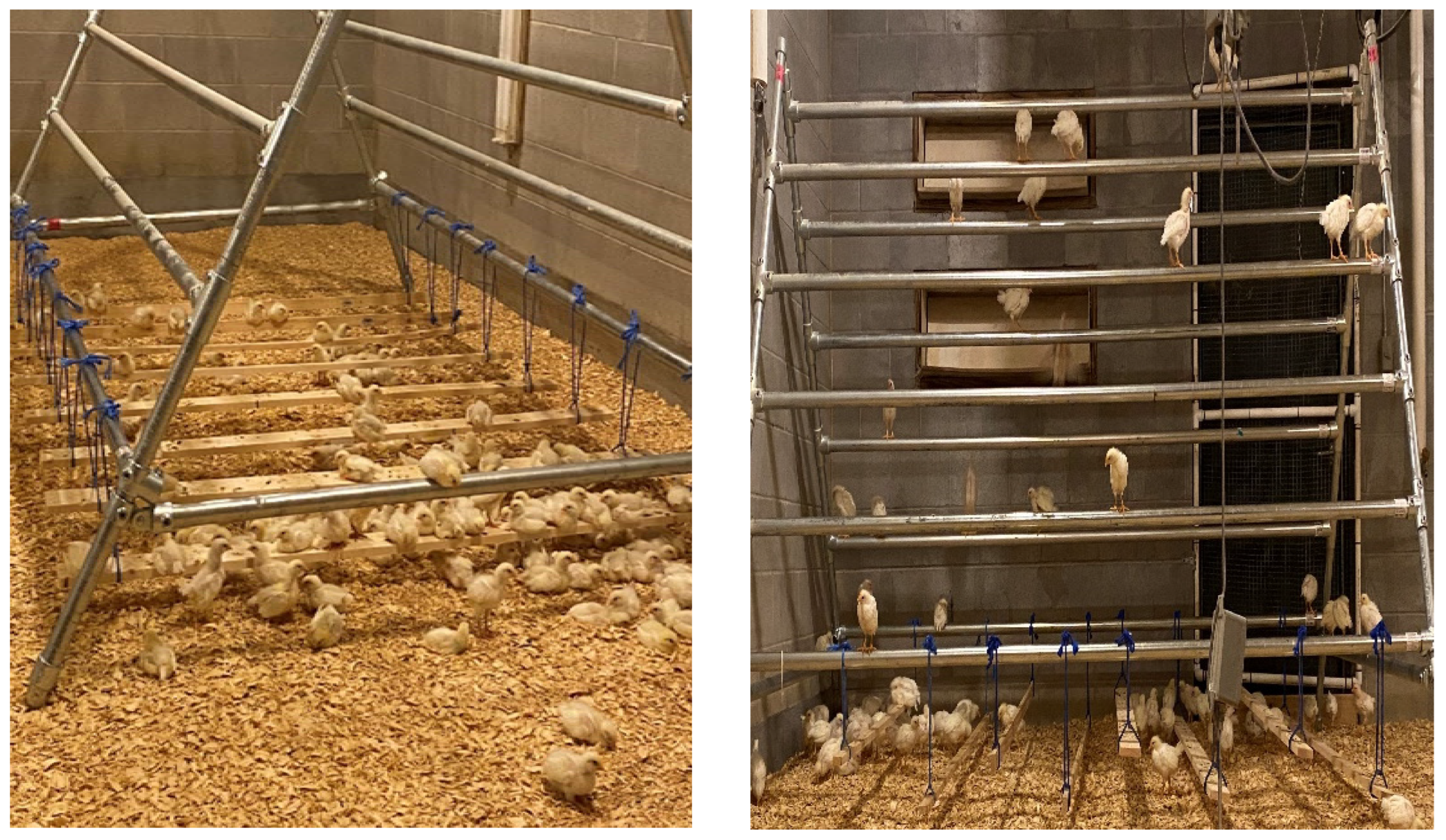 Poultry 02 00013 g002